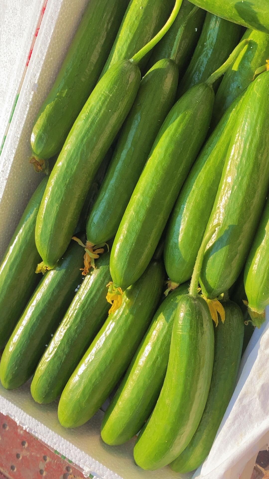 🥒水果黄瓜清爽来袭！ 外皮薄脆，咬一口嘎 配图1