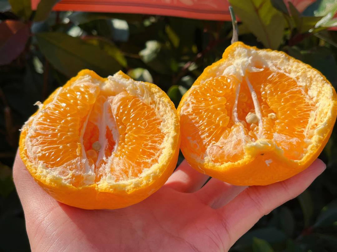 🍊【清爽解腻】耙耙柑🌿 果肉粒粒分明，汁 配图1