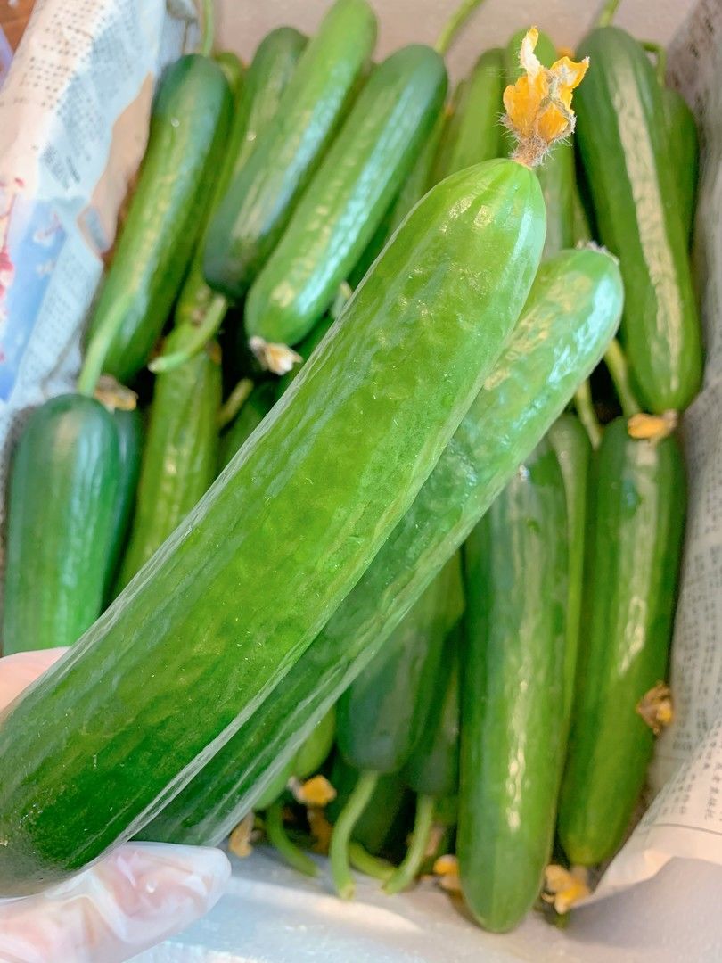 在冬天里贩卖夏天也是独一份咯！ 🥒清爽的 配图3