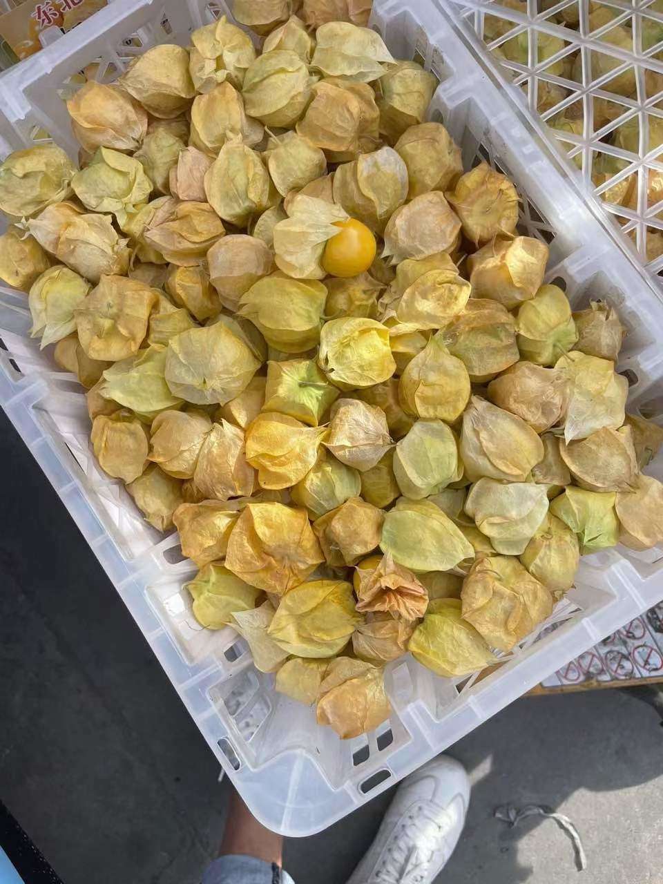 阳光下的姑娘果🤩 好赞它可混身是宝️ 保 配图2