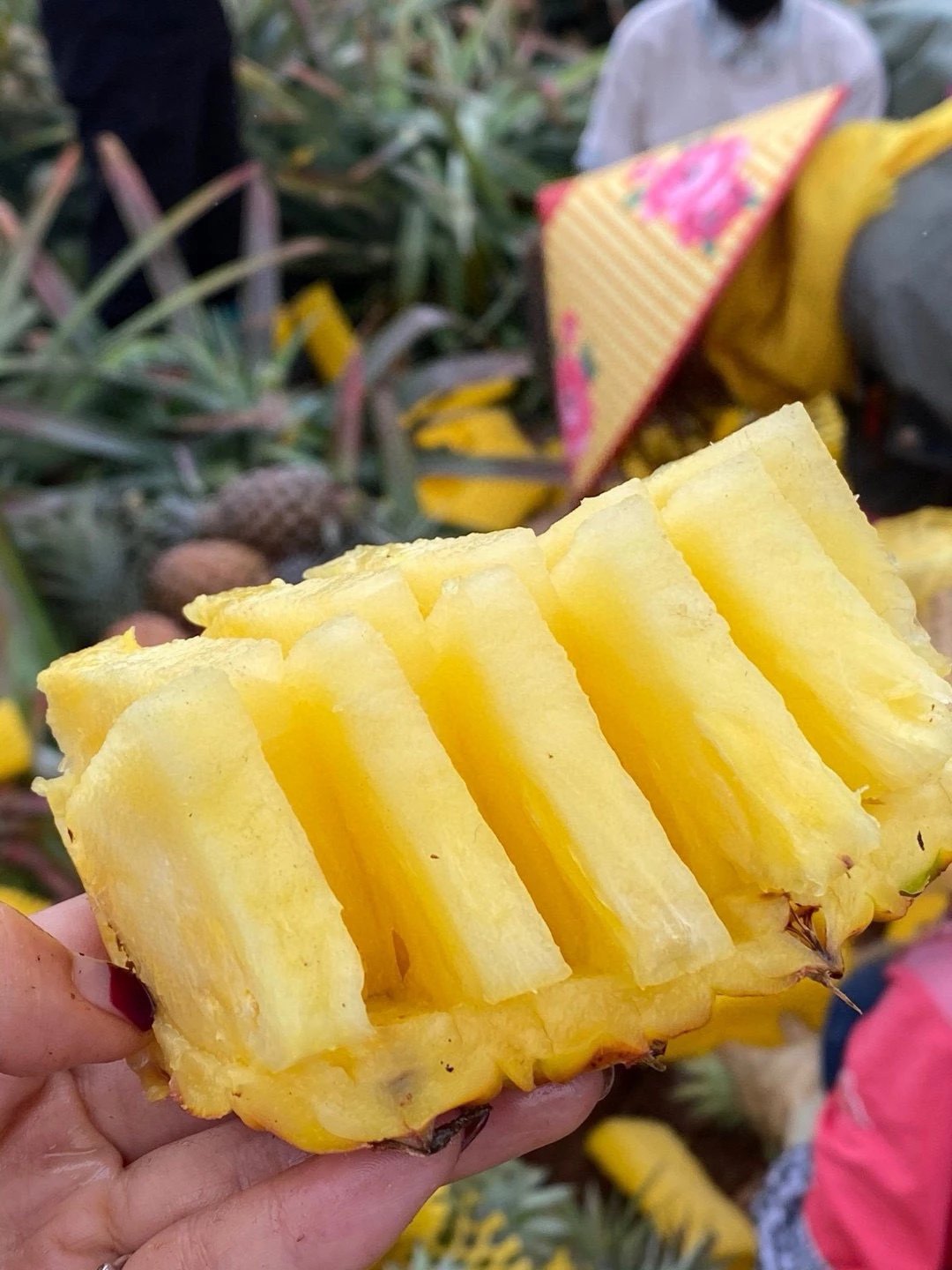🍍树熟金钻凤梨 无需挖洞眼，无须泡盐水， 配图1