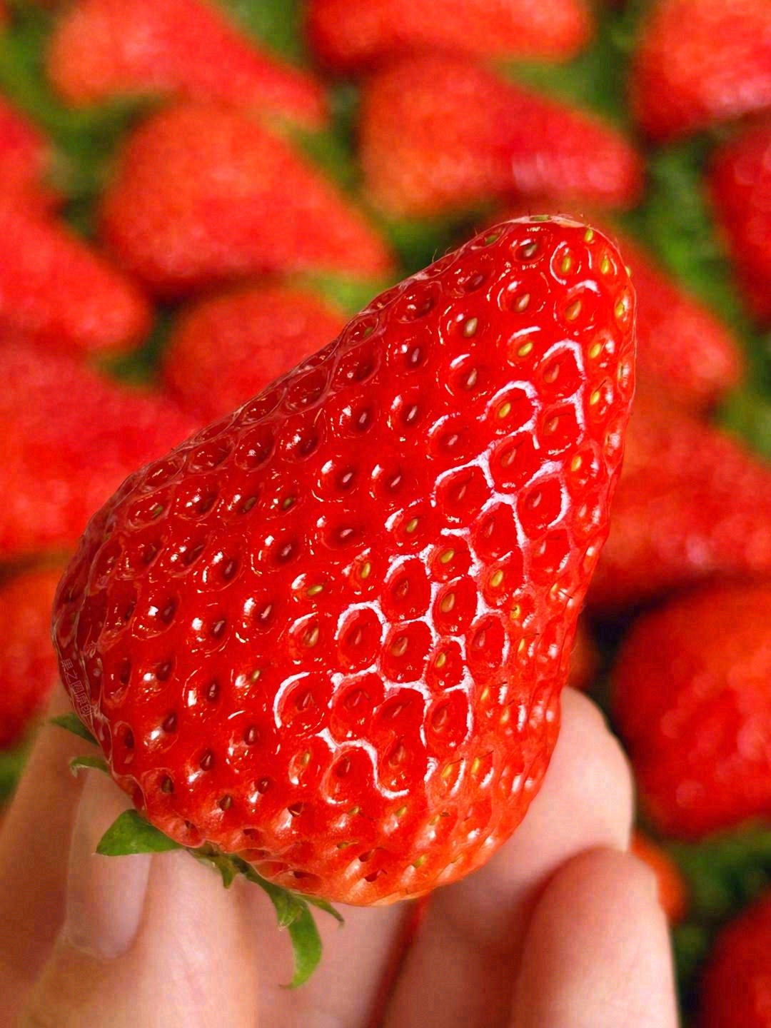 🍓一颗红颜草莓自然红透的小可爱谁能不爱呢 配图3