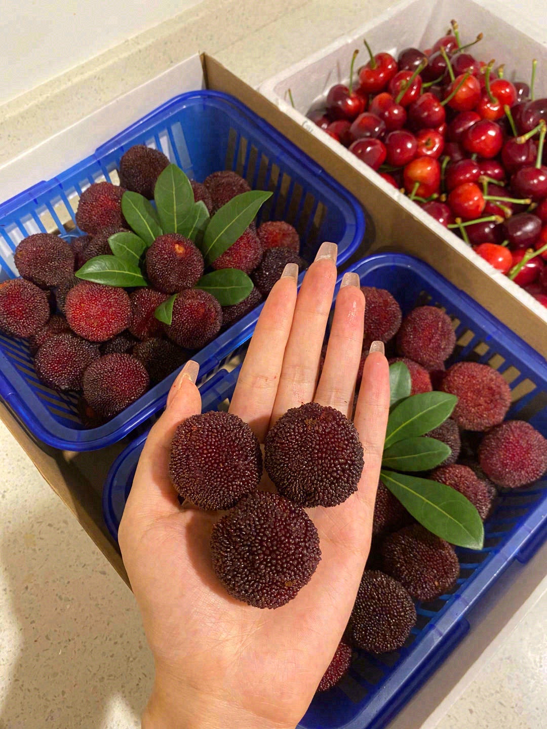 红得发紫、肥得饱满❣️ 牙齿轻轻咬一口👄 配图2