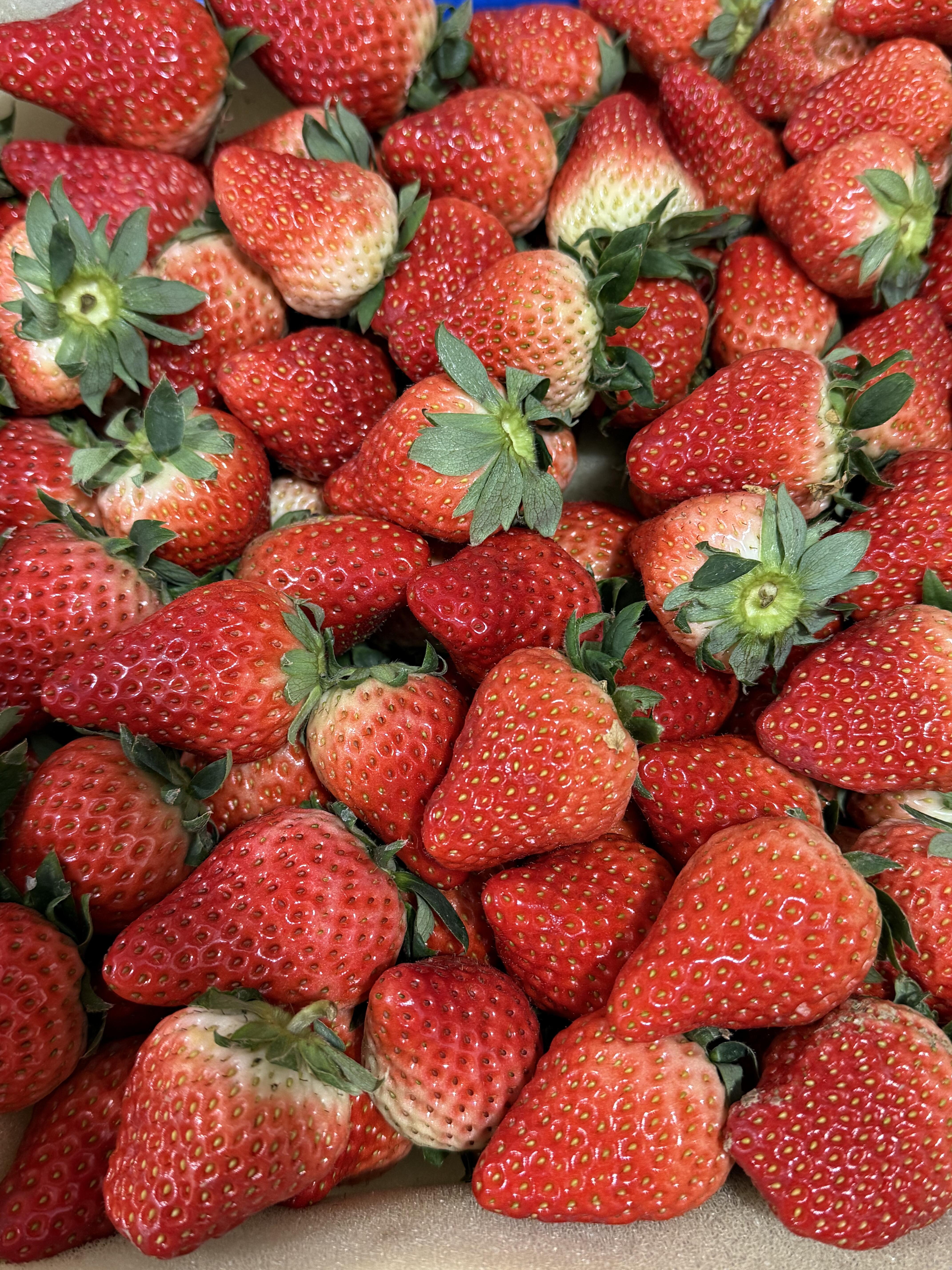 🍓 奶油草莓奶香浓郁！ 个头大果肉饱满🥛 配图2