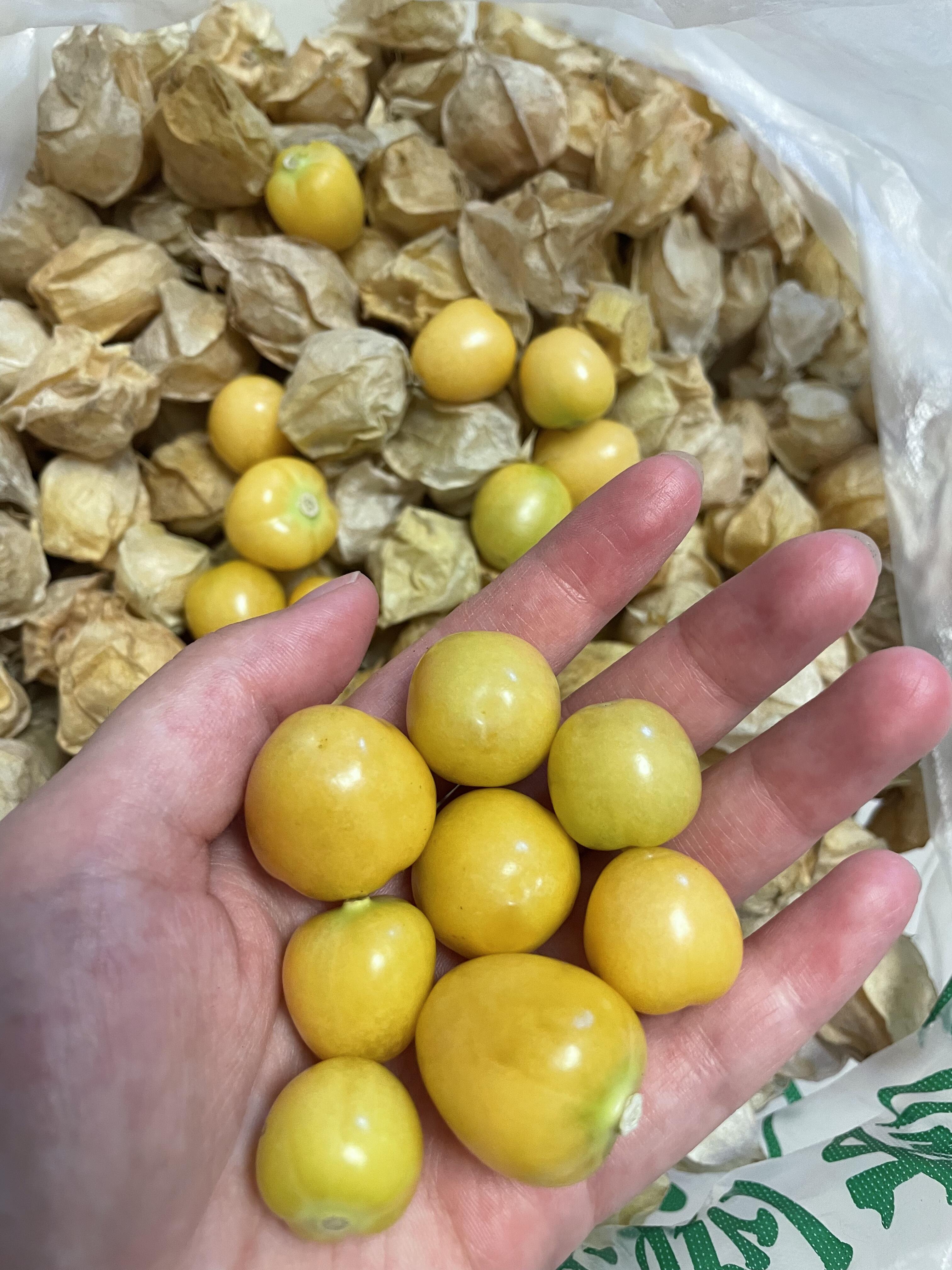 🍂水果中的“小零食”——姑娘果✨ 小盆友 配图1