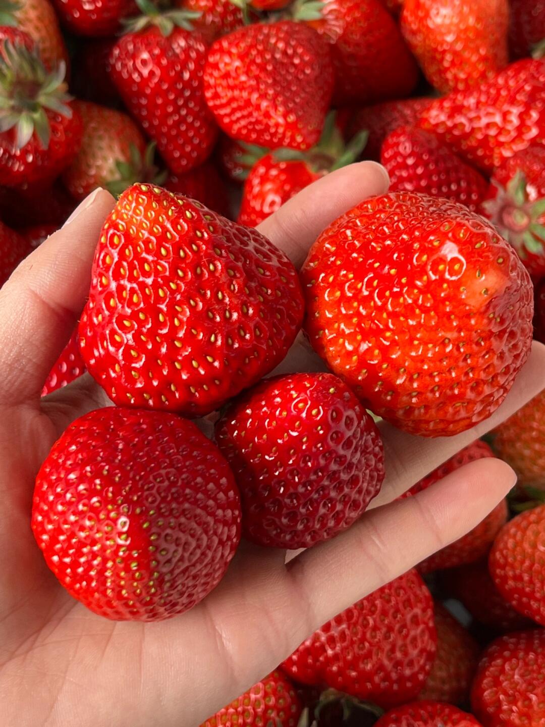 🌟最新到货🌟 双流草莓🍓，鲜红艳丽，酸甜 配图2