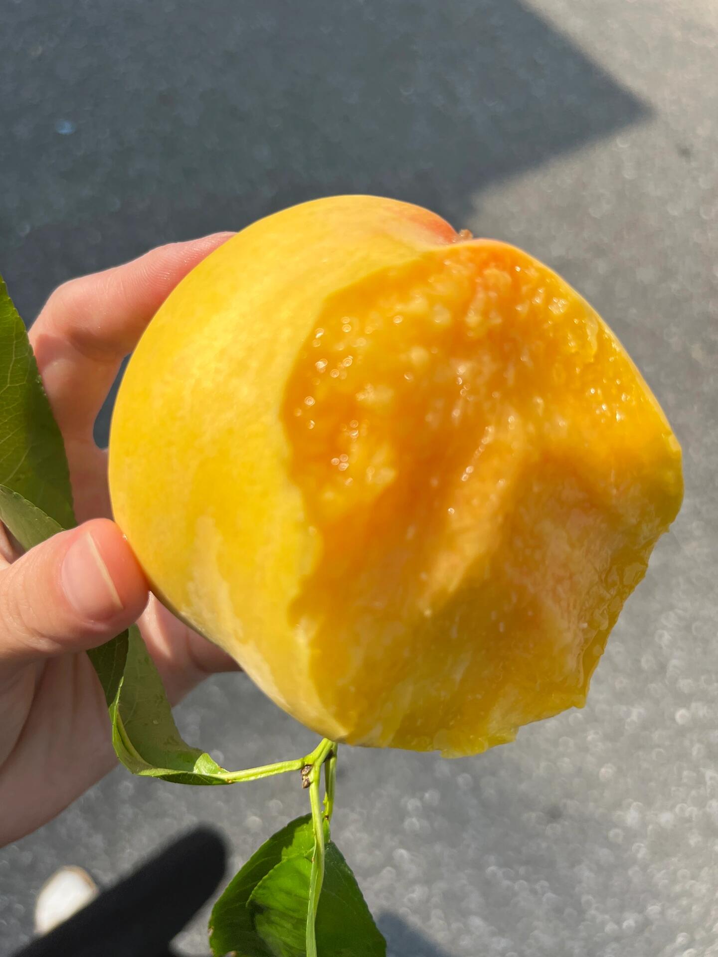 🍑桃界的NO.1，获奖无数🏆 一口滋润到 配图3