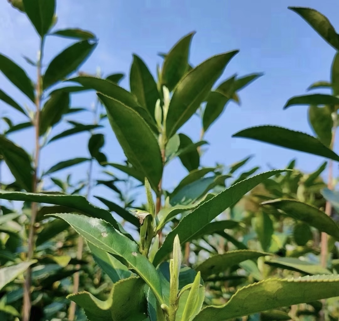 精品茶王，白毫银针茶坯，根根嫩芽，花香浓 配图2