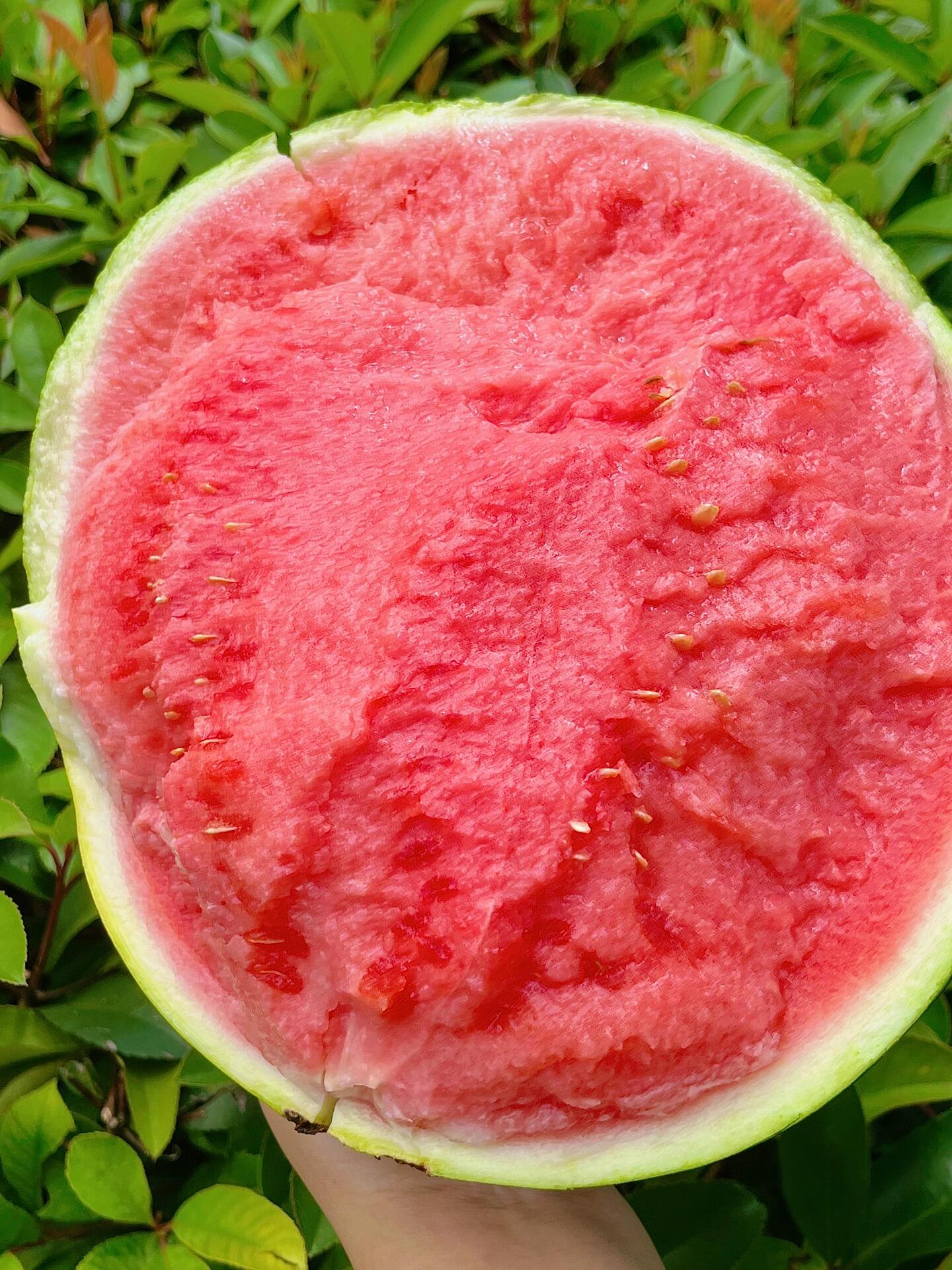 今天的天气可以配个西瓜🍉77咯！ 直逼夏 配图1