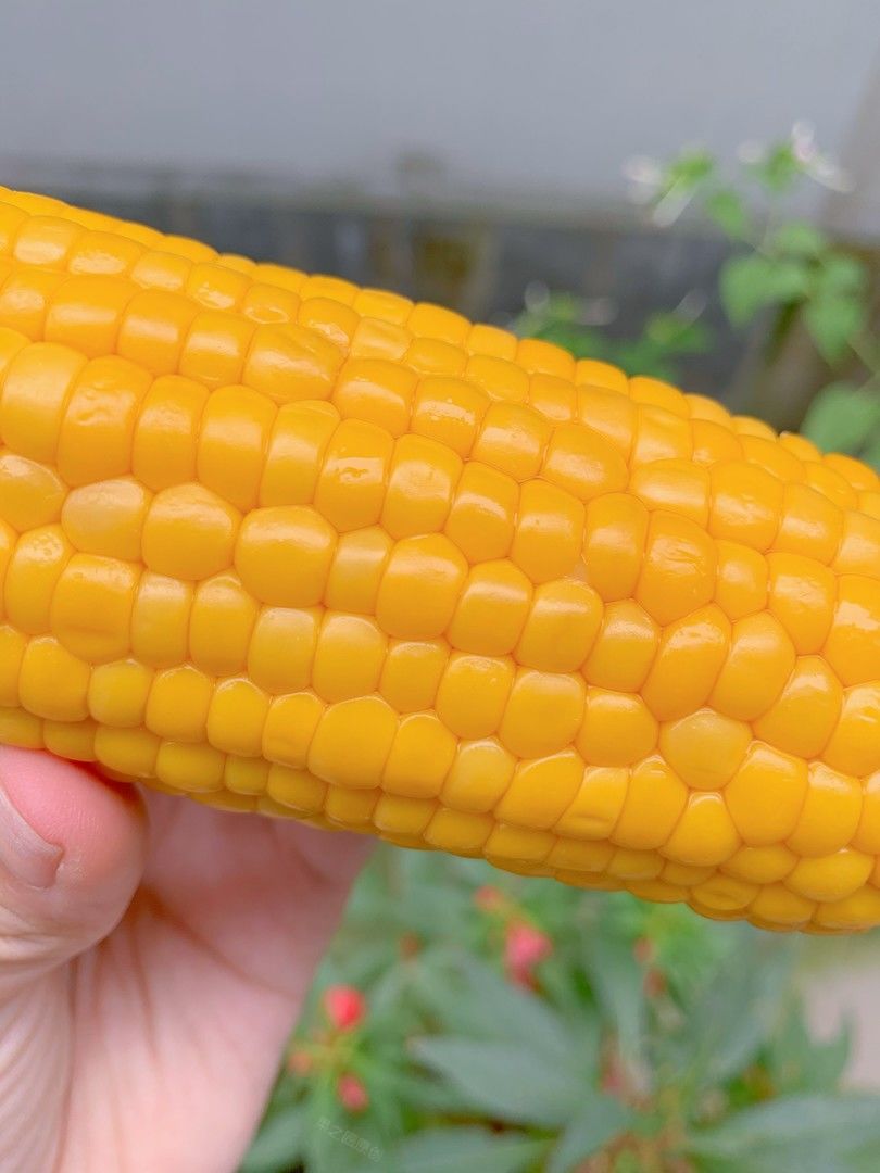 🌽以颗粒饱满，果实皮薄爽脆而闻名的甜玉米 配图1