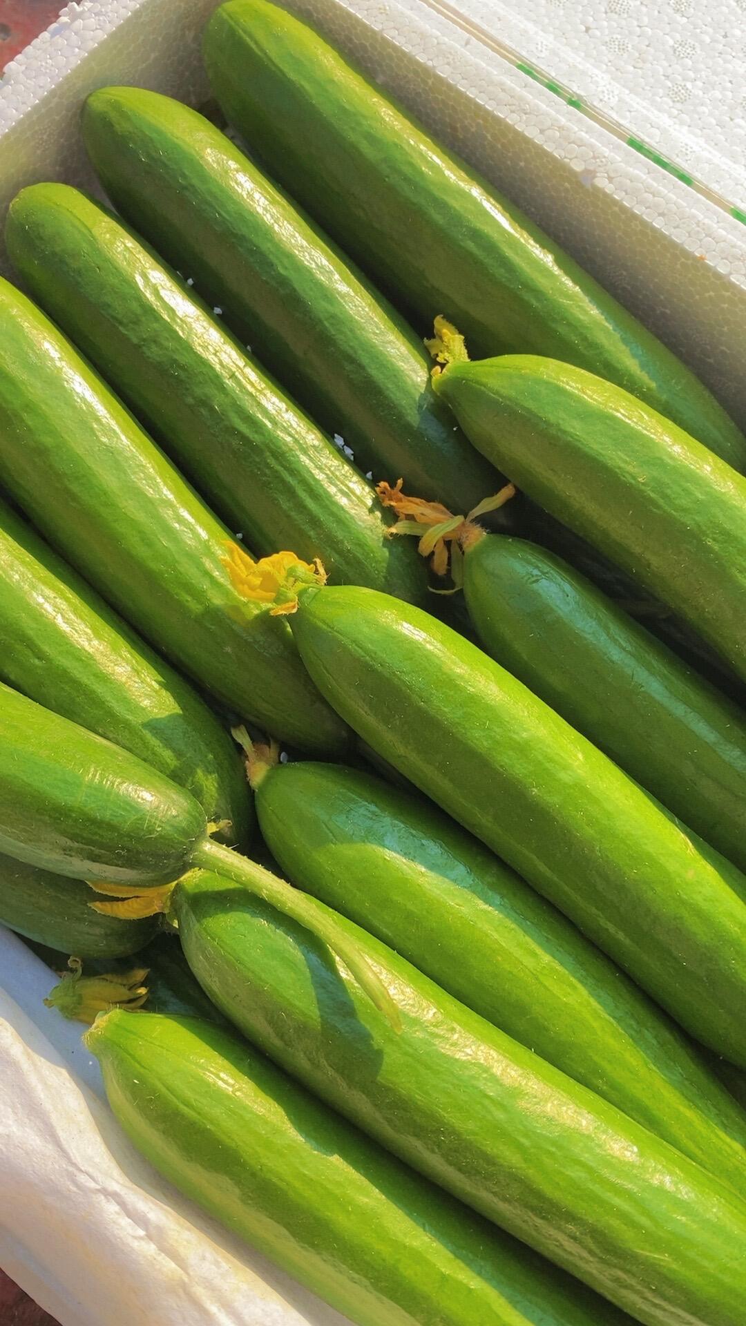 🥒水果黄瓜清爽来袭！ 外皮薄脆，咬一口嘎 配图2