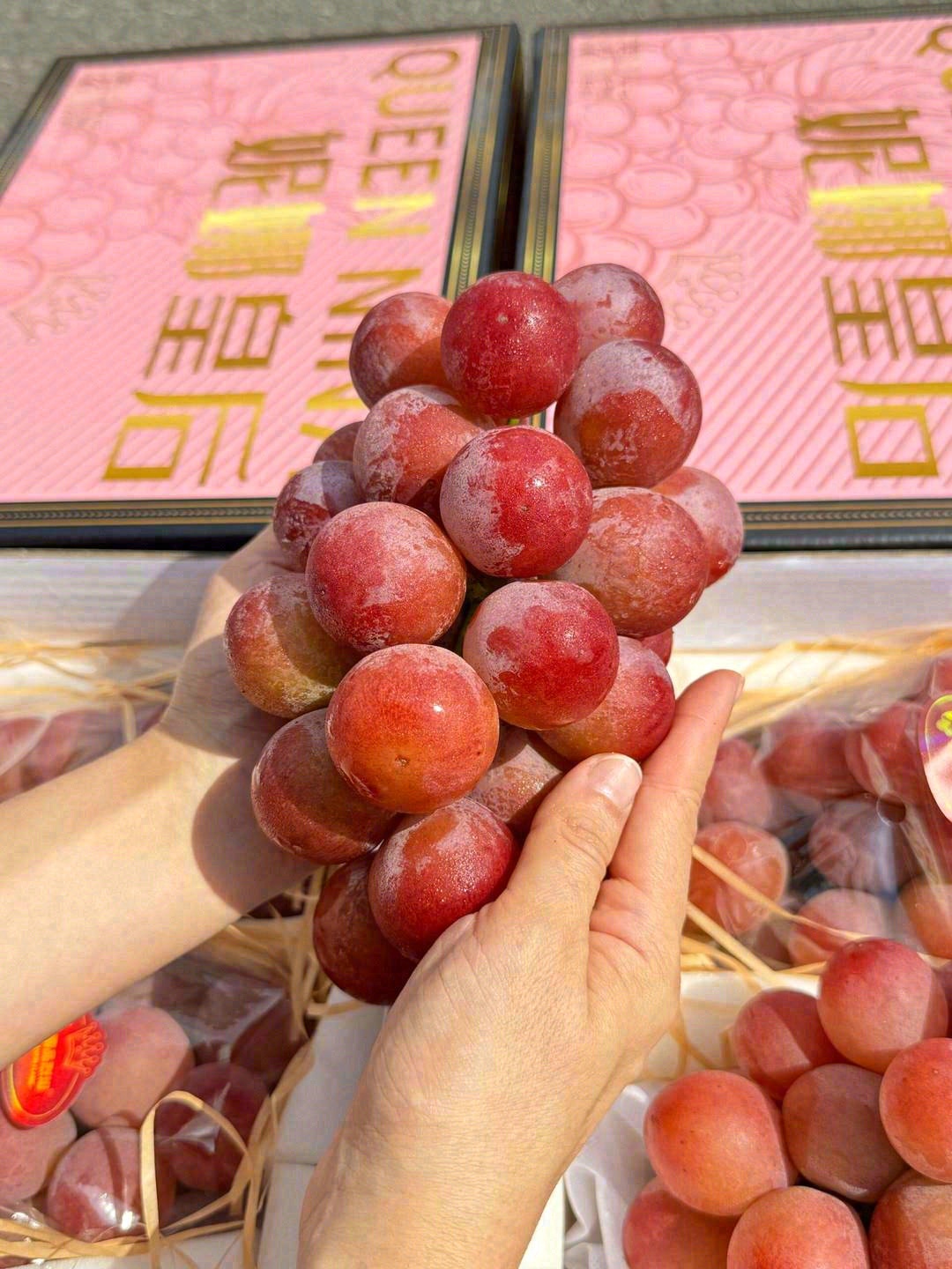 🍇提子界的“超级女王👑”——妮娜皇后提子 配图3