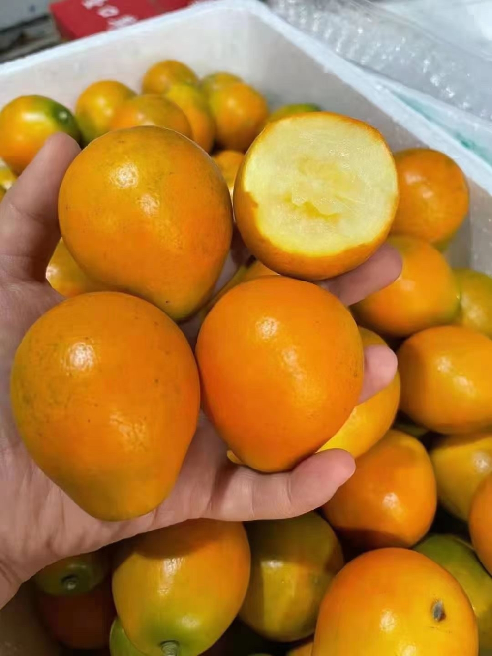 脆蜜金桔🍊，过年礼盒装🎁🎁真正的田间地头 配图1