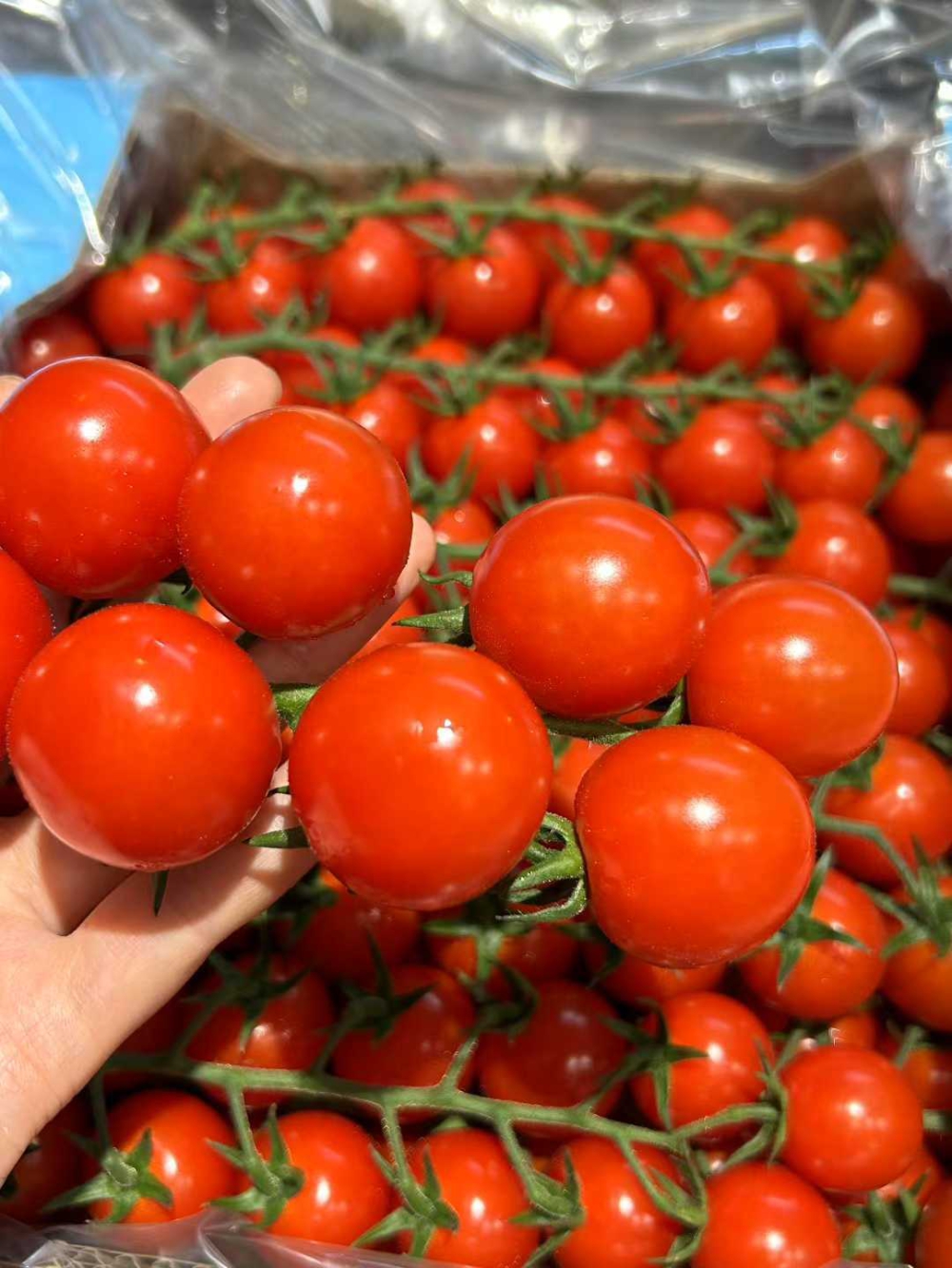 🍅✨快尝尝龙牌串番茄！🍅✨快尝尝龙牌串番 配图3