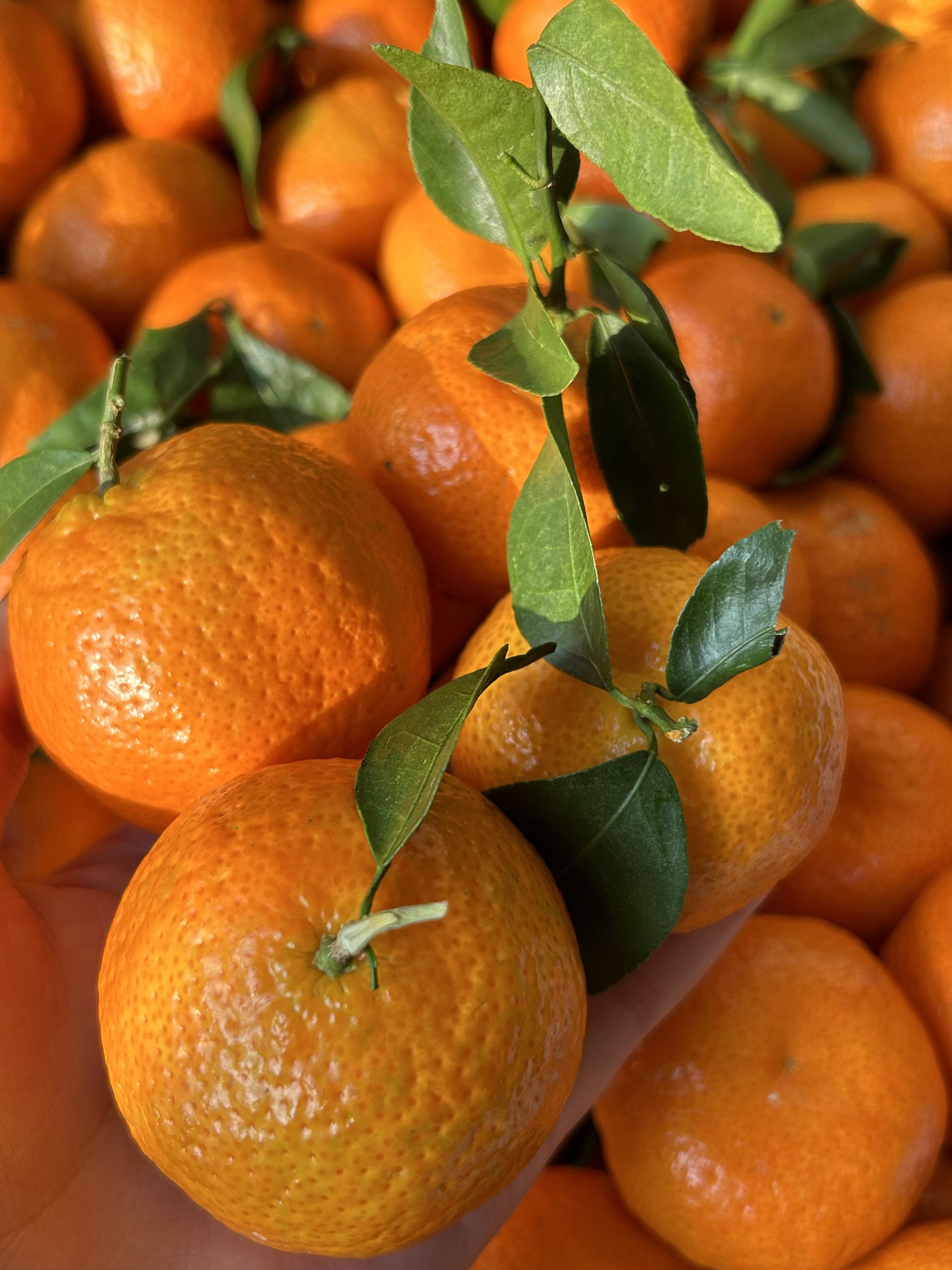 🍊 砂糖桔来啦！🍊 个头小巧皮薄肉满～一 配图1