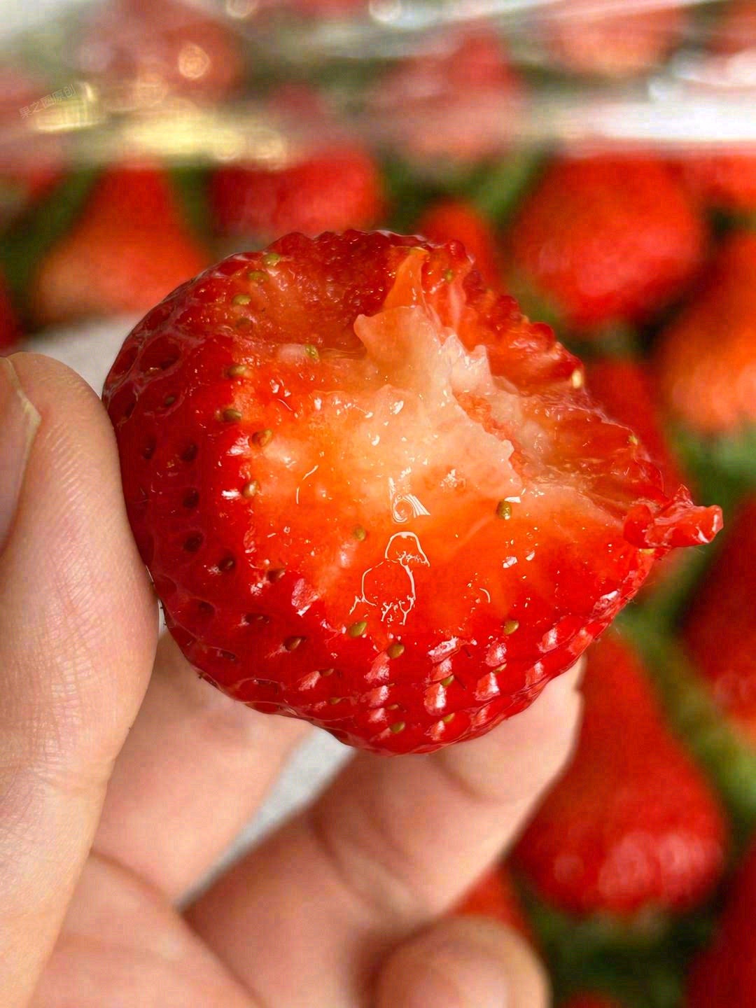 🍓一颗红颜草莓自然红透的小可爱谁能不爱呢 配图2