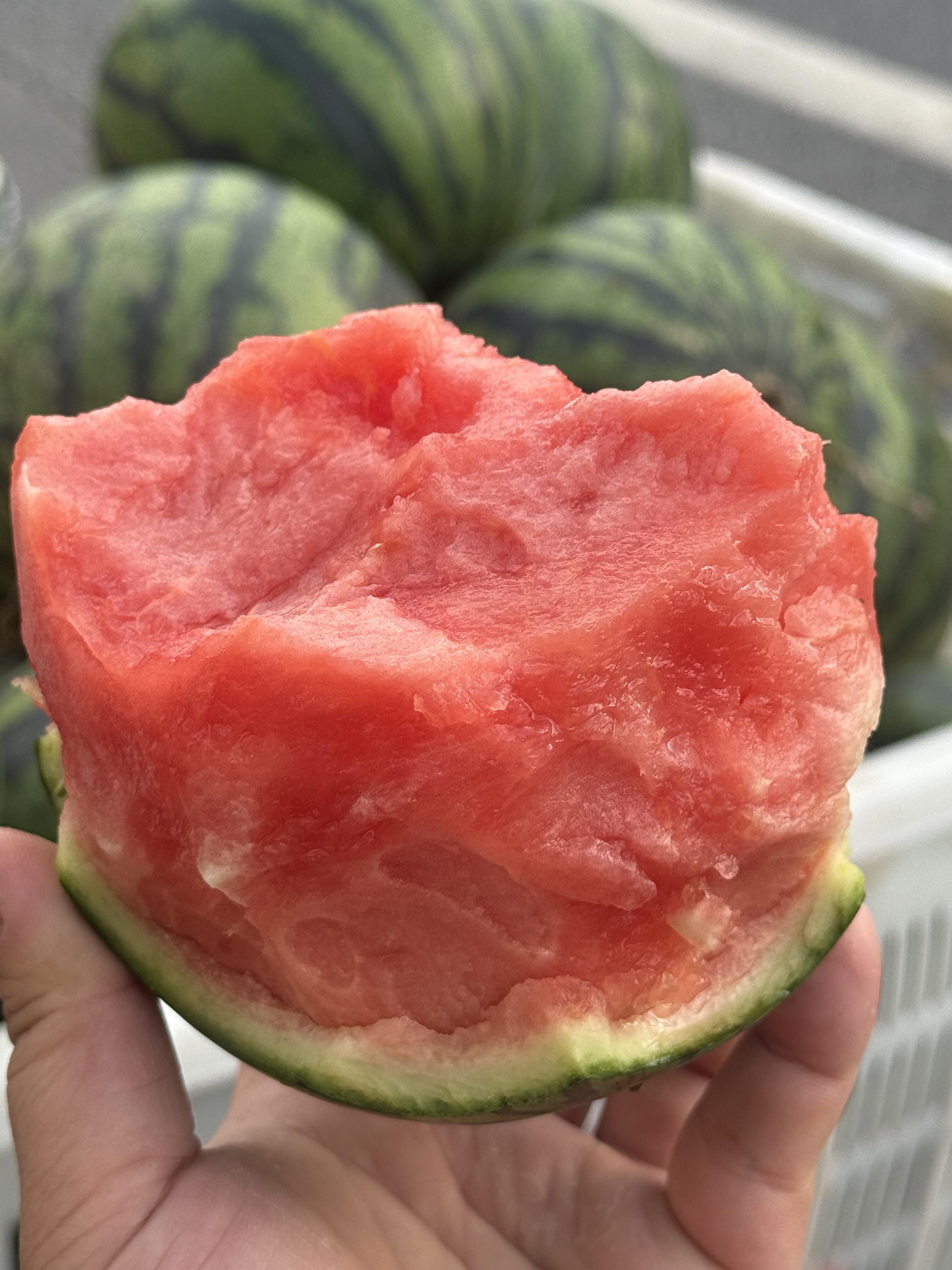🔥小糖丸西瓜到货！ 个头小巧皮薄如纸🍉  配图1