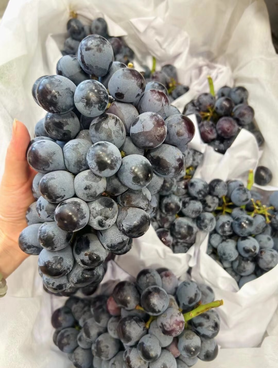 ❤️当季夏黑葡萄🍇 全年光照满格☀️，果 配图1