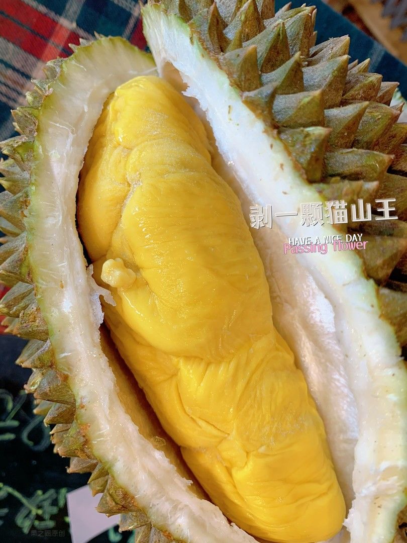 猫山王舍我其谁的魅力😍😍，谁禁得住！ 🙊 配图2