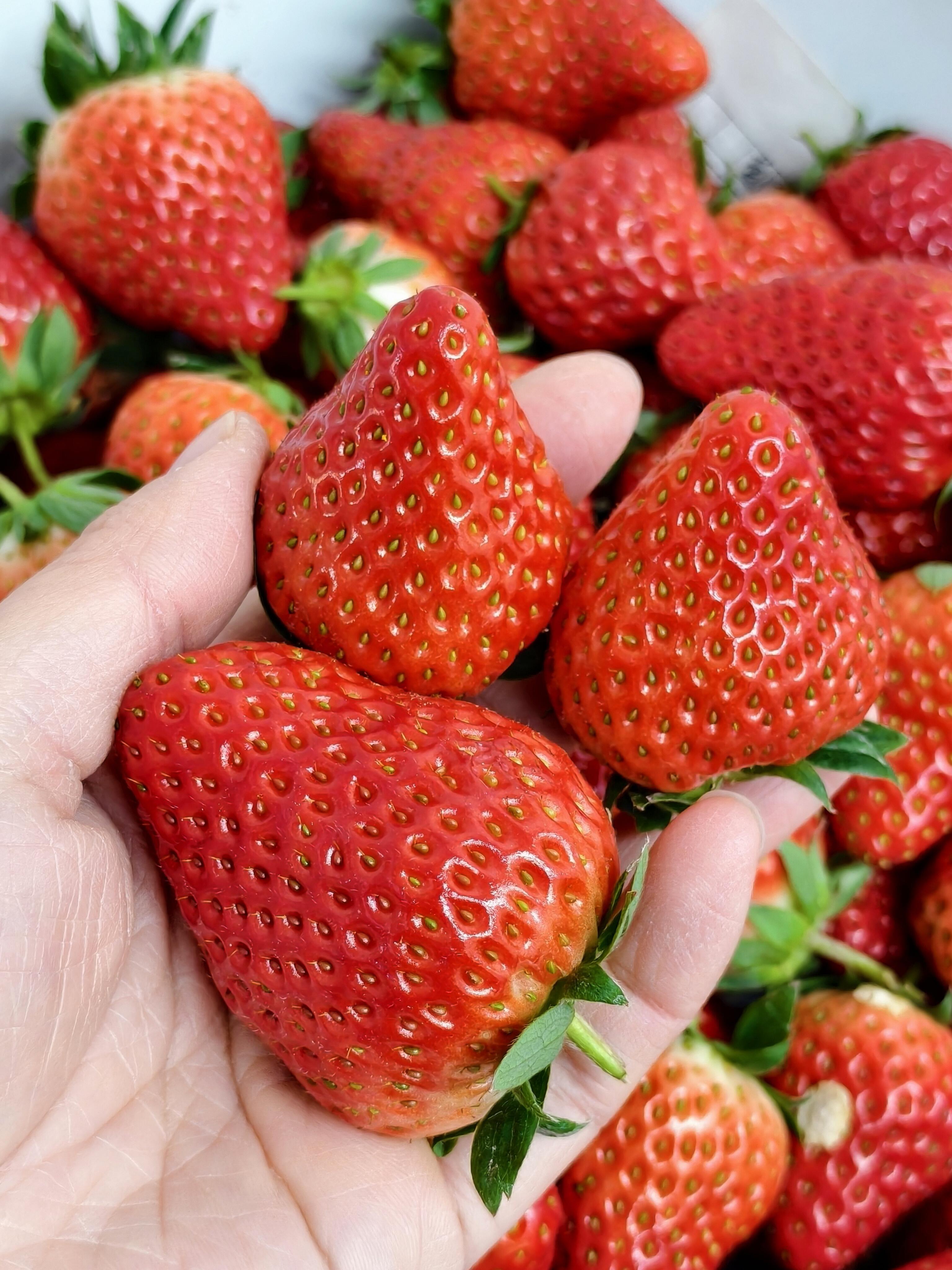 ☀️𝕤𝕡𝕣𝕚𝕟𝕘 ✧🌱 今日贩卖春天的好 配图2