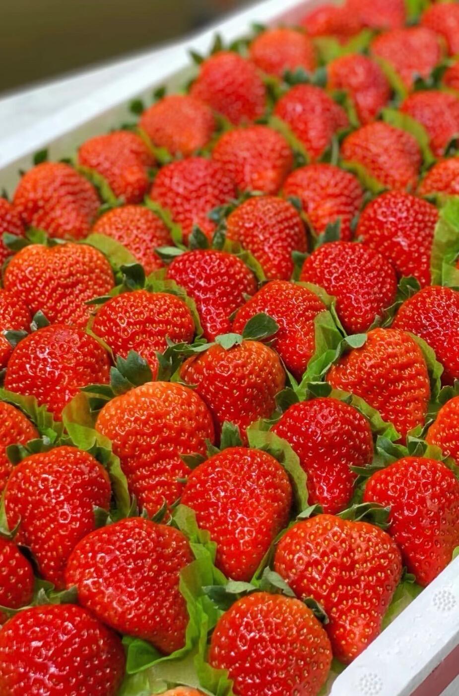 冬天一定是草莓味的🌈今日红颜草莓🍓大颗粒 配图3