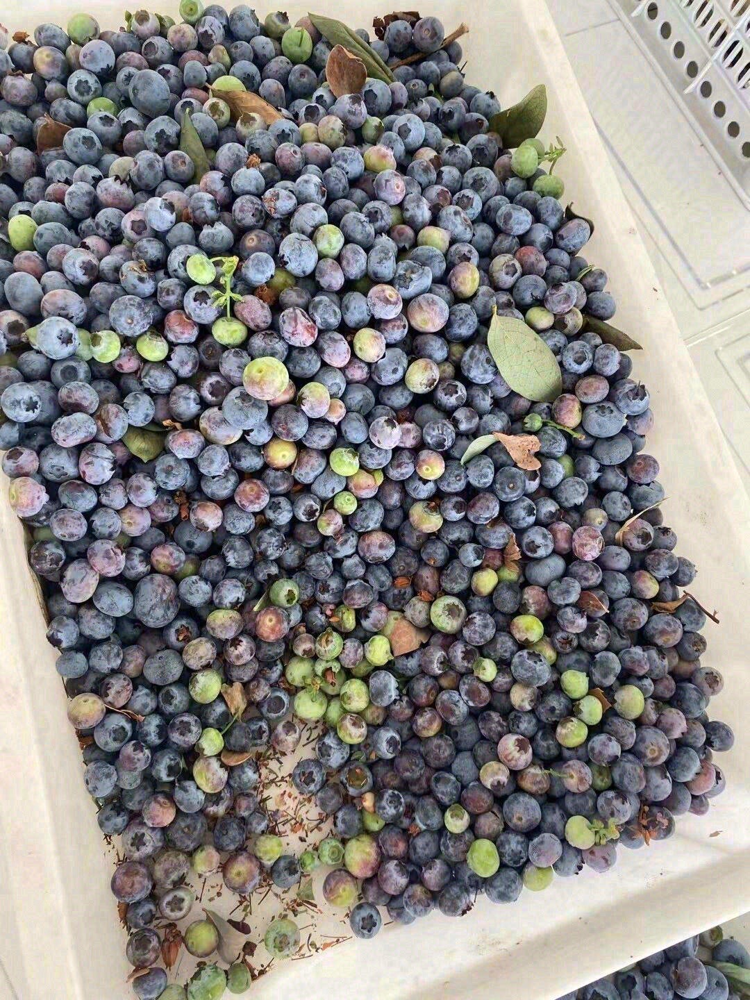 🌈遇见梦幻色彩，尝鲜彩虹蓝莓🍇！每一颗都 配图2
