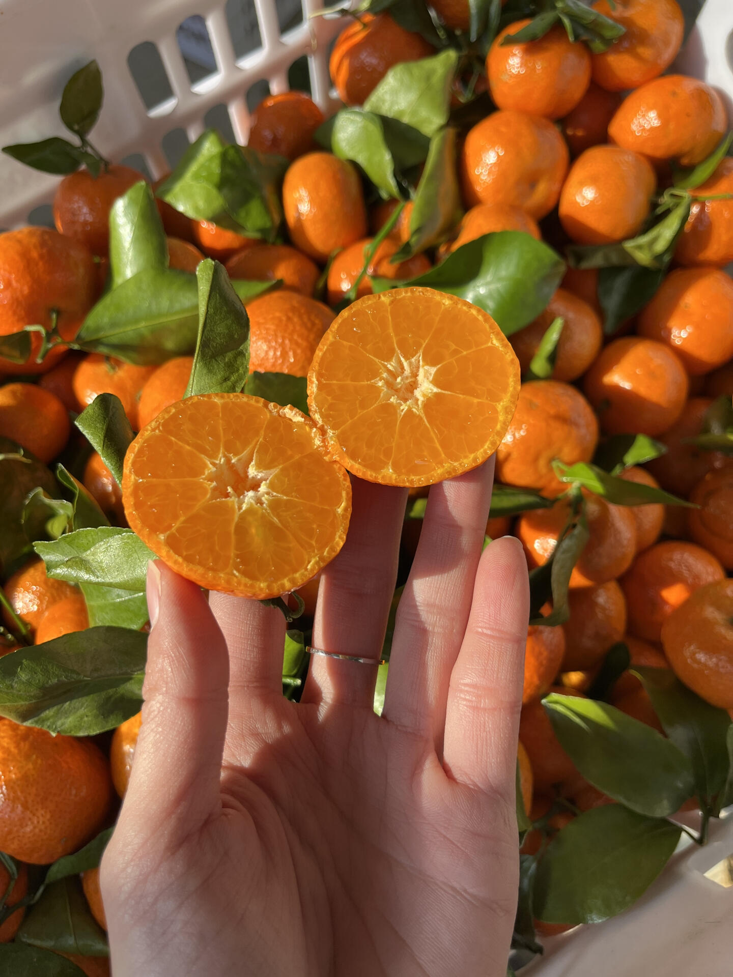 🍊砂糖橘开炫🙋 一份专属滋润💋~ 颜值高 配图1
