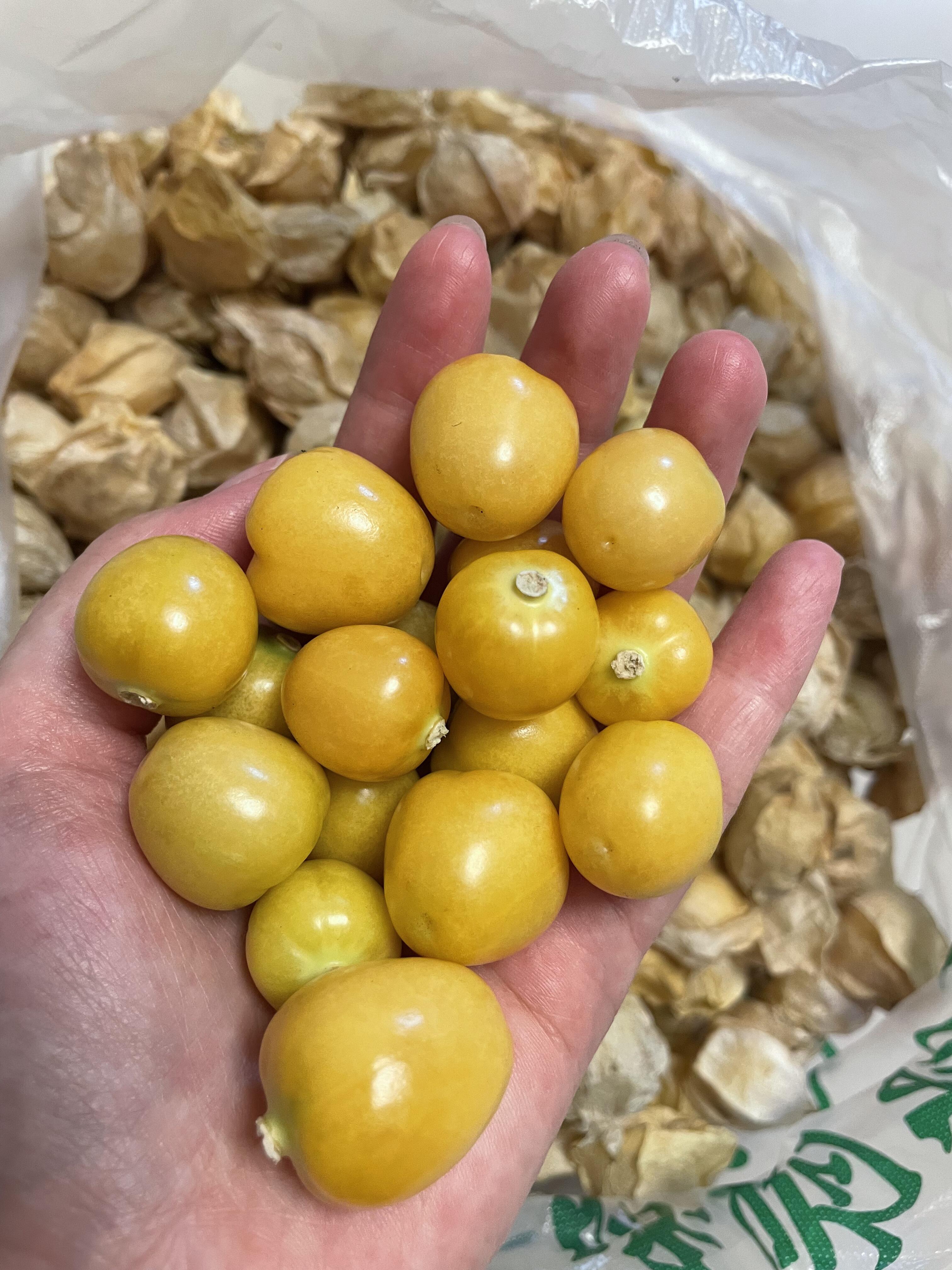 🍂水果中的“小零食”——姑娘果✨ 小盆友 配图3
