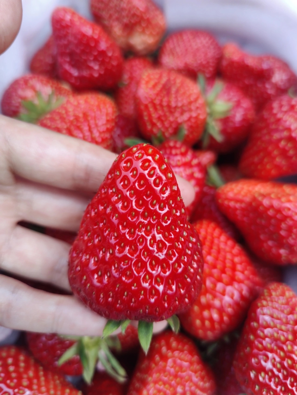🍃🍃春天必吃的香甜草莓 🍓全红草莓🍓​没 配图2