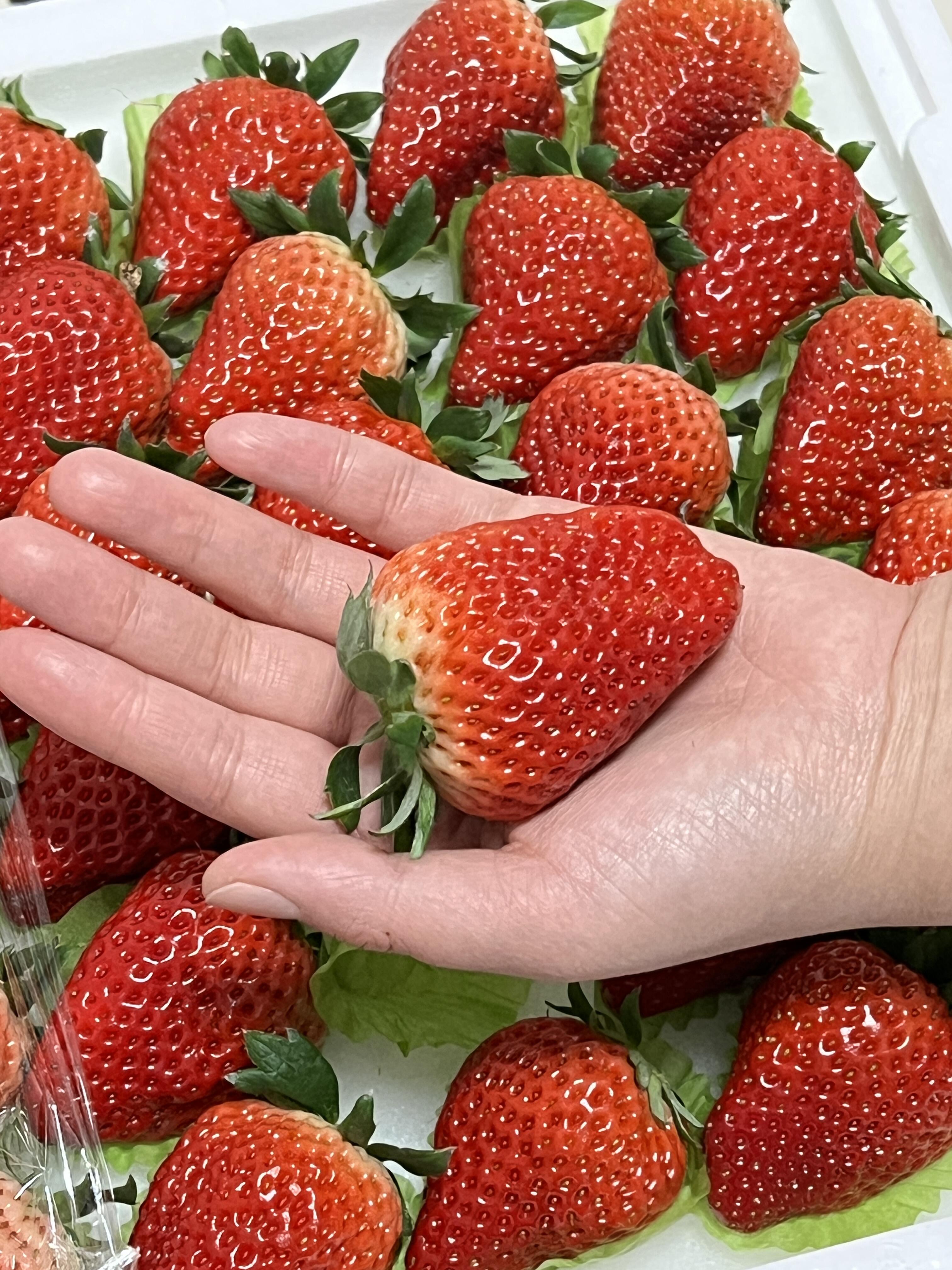 🍓 丹东草莓上市！🍓 红彤彤像小爱心～颜 配图1