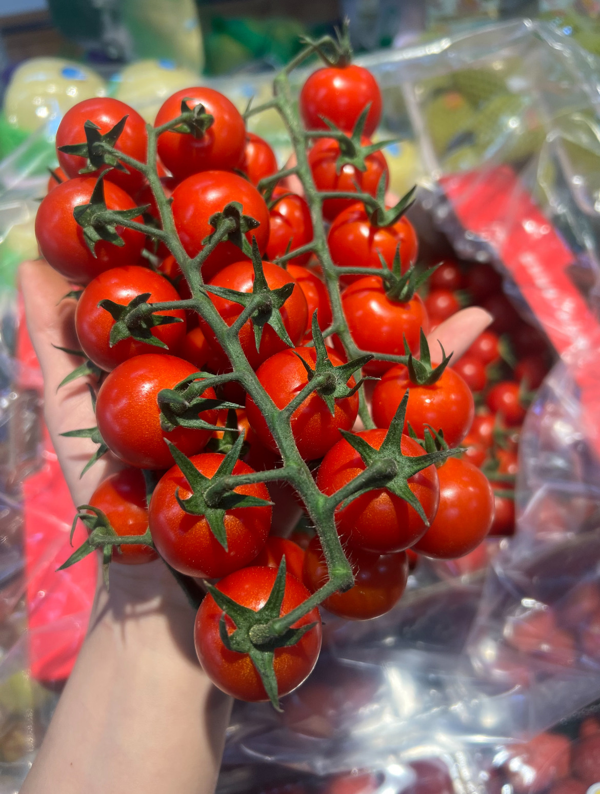 🍅水果中的“小糖豆”——串收番茄✨ 大小 配图1