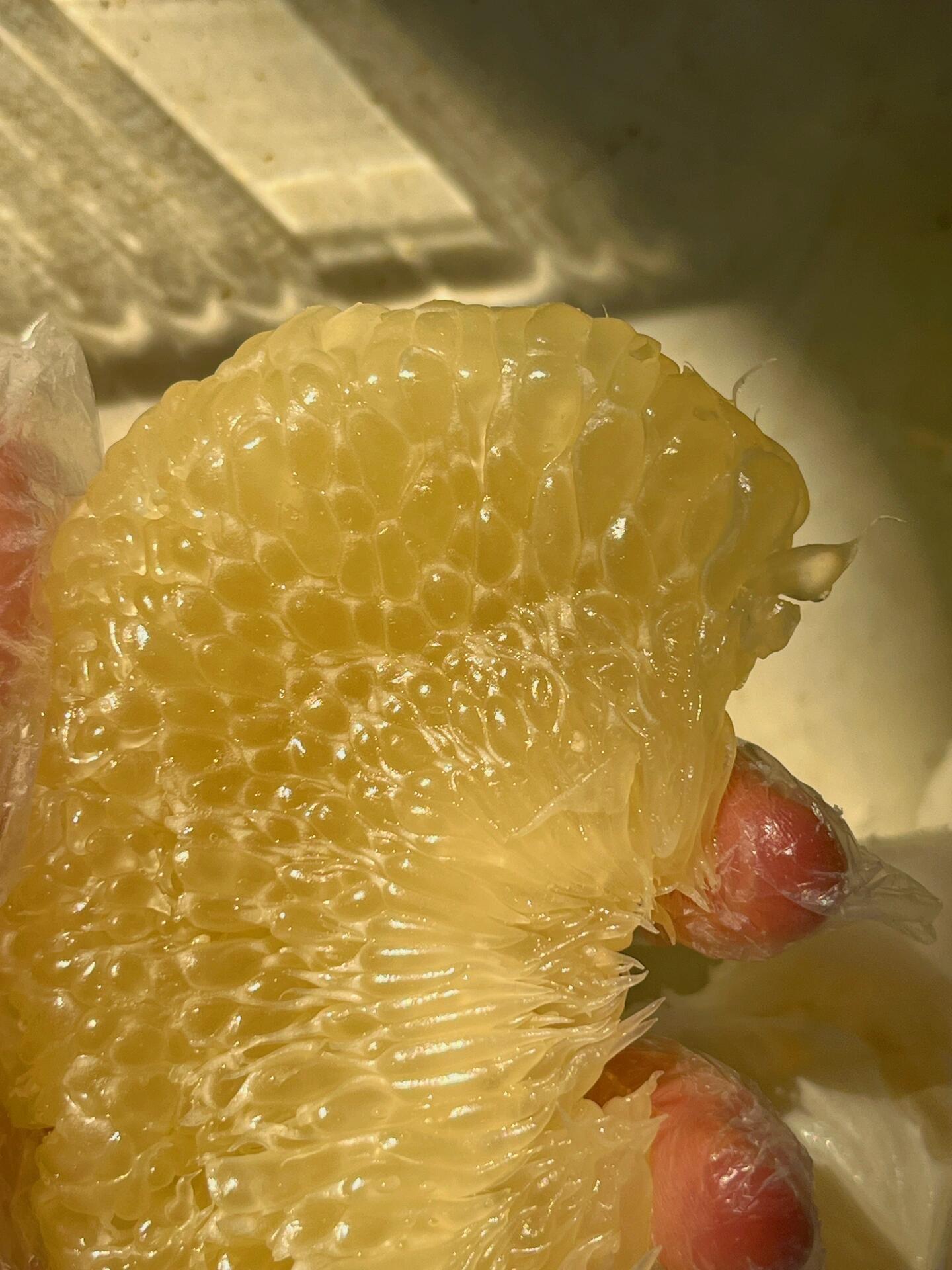 白心蜜柚，口感最佳期到啦✌️ 🌼外皮金黄 配图3