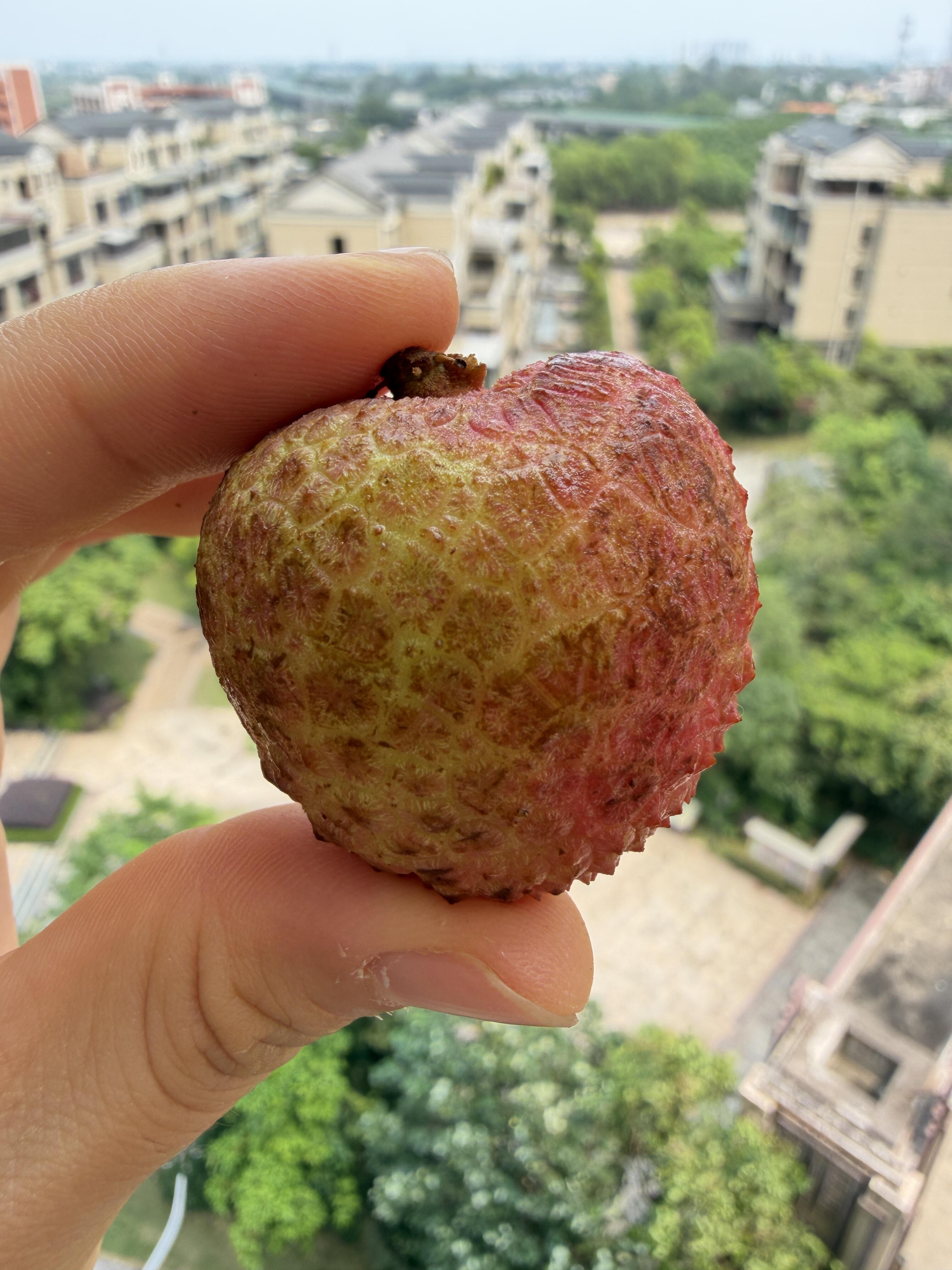 🍒荔枝开始有了‼️ 这一波是早熟的先头部 配图1