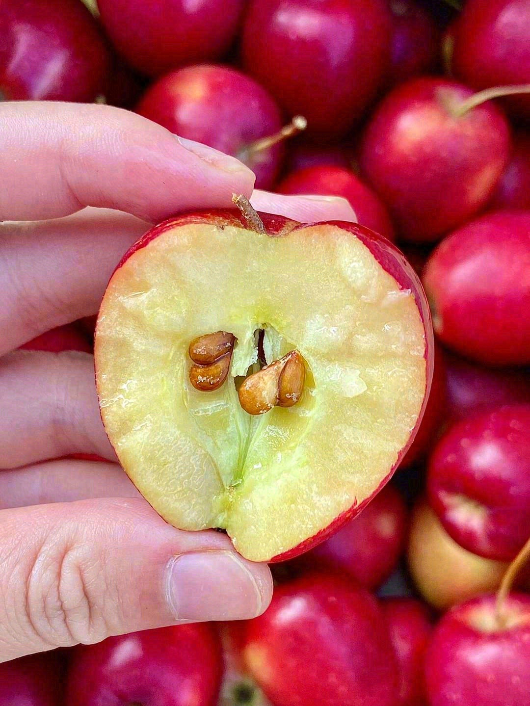 闻着清香，吃后留香～🍎 轻轻咬一口，酸酸 配图1