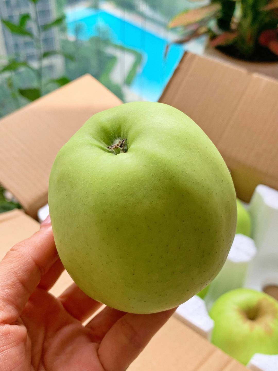 🍏【澳洲青苹爽脆来袭啦‼️】 果肉紧实多 配图3