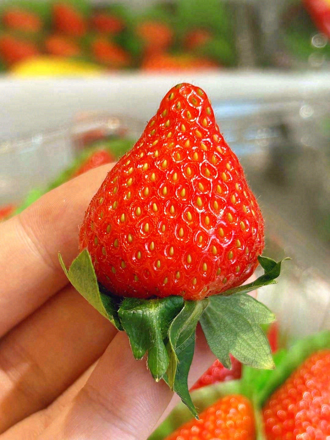 草莓🍓应该拥有的样子！ 怡颗莓草莓，细腻 配图1