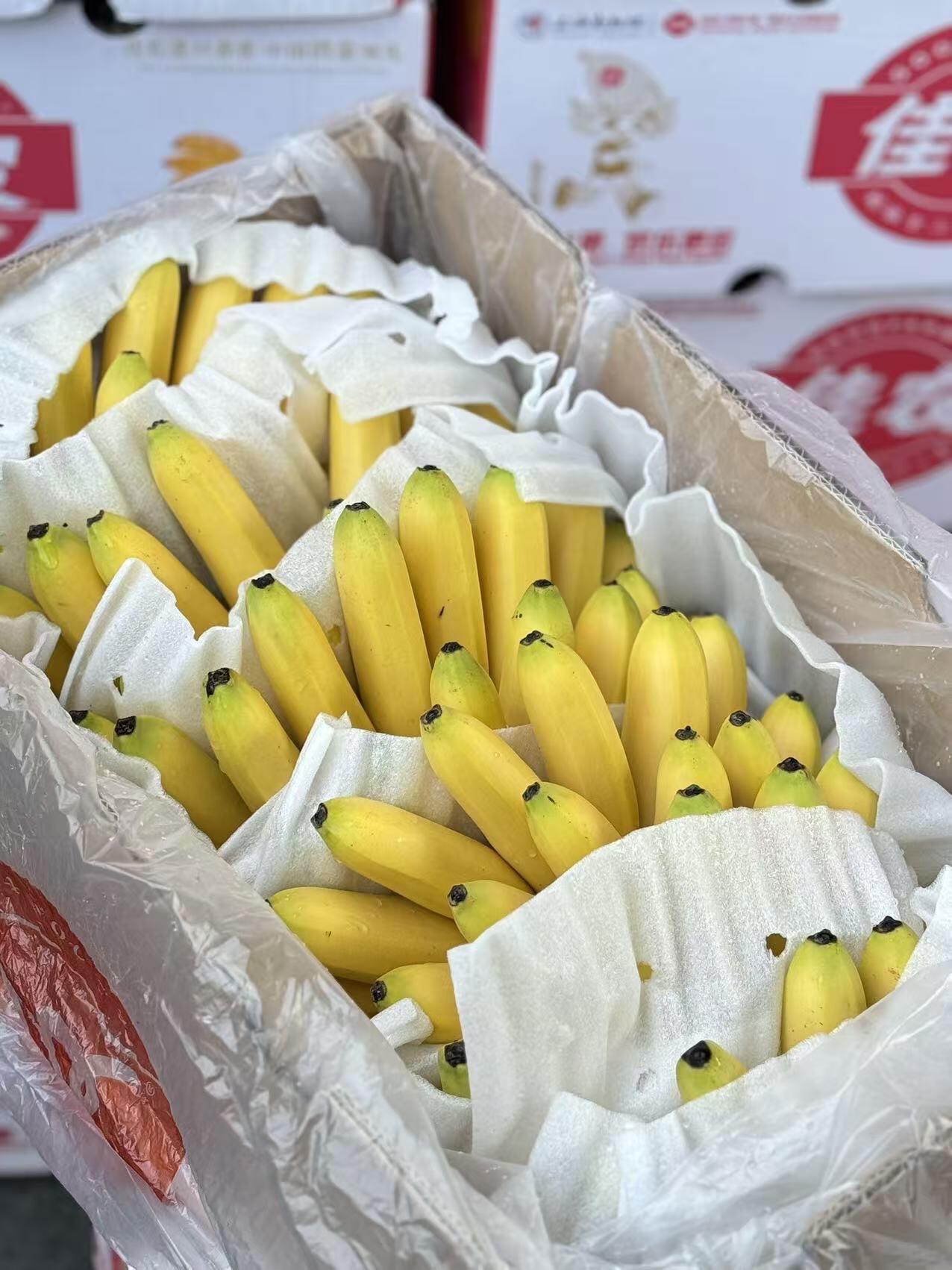 🍌 小芭蕉到货！🍌 个头小巧超可爱～一手 配图3