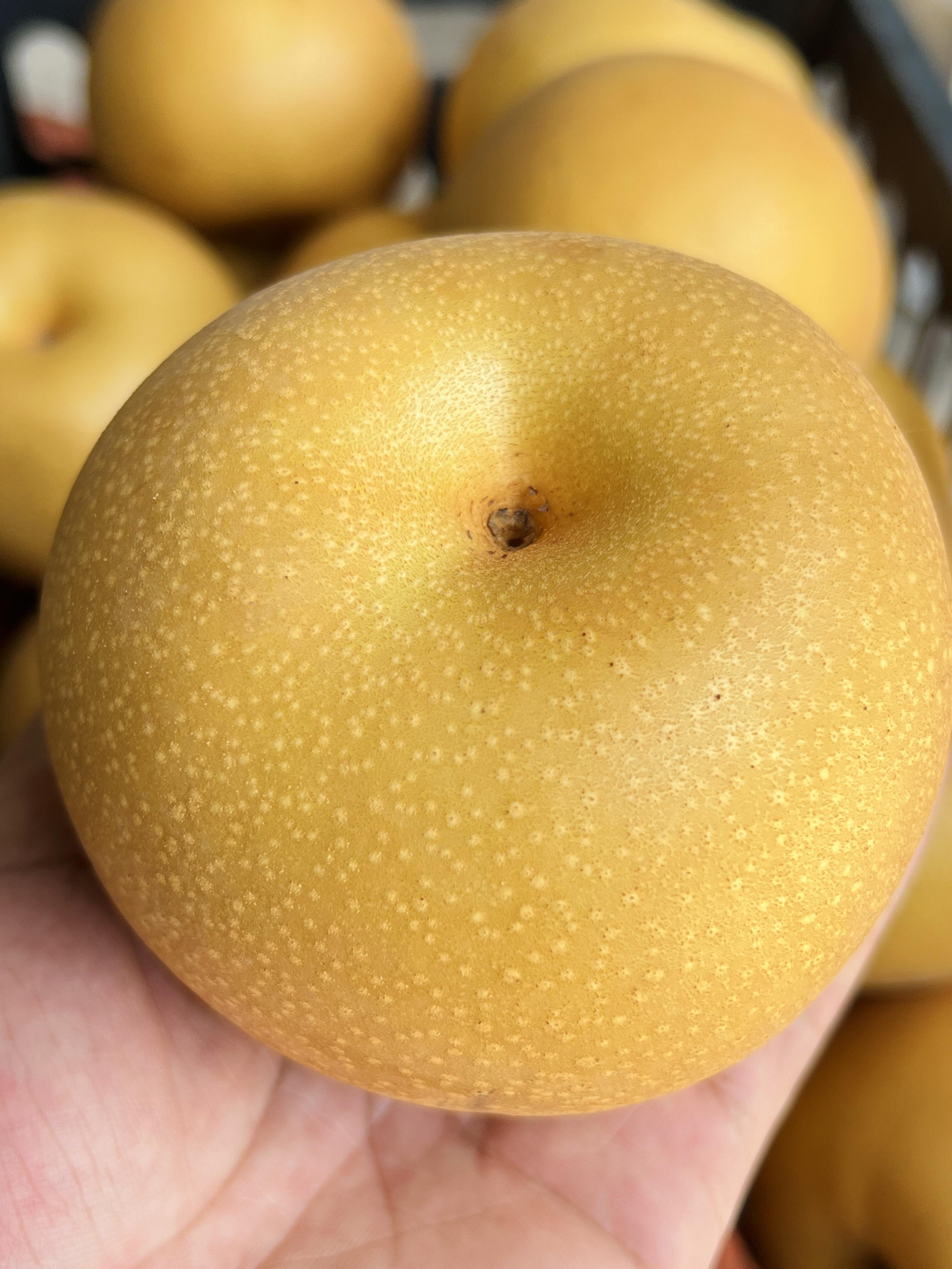 梨子届的白月光❗️ 秋月梨🍐一天一颗秋月 配图1