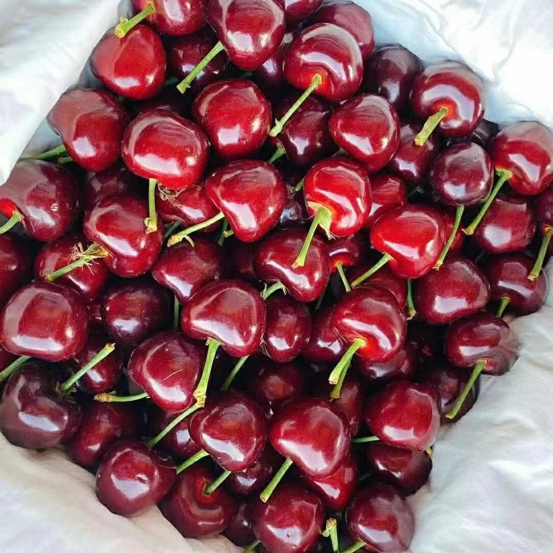 美早樱桃特大果 一食一物🍒，一枝一叶🌱! 配图3
