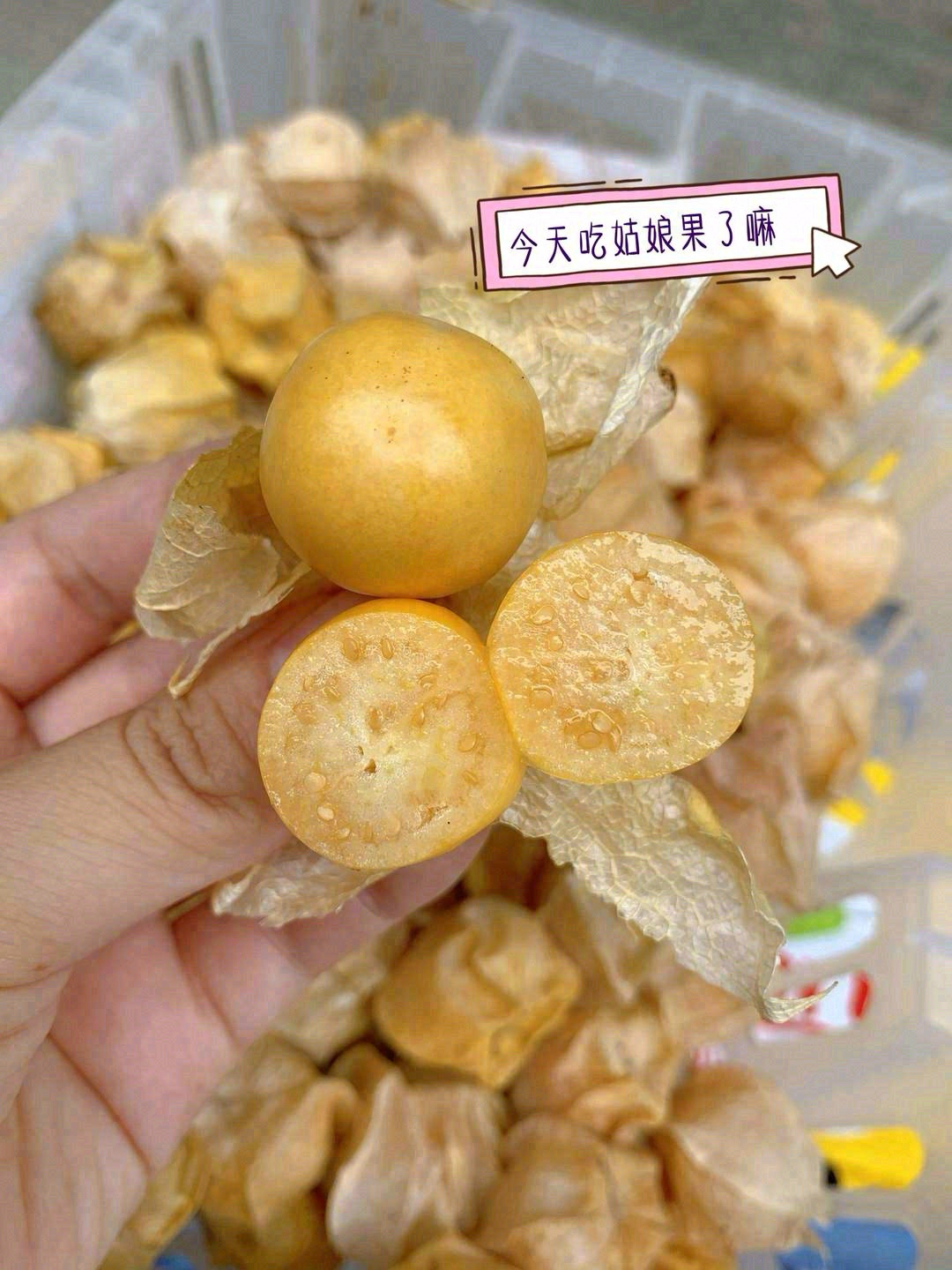 💛姑娘果一种来自东北的野生水果，穿着薄薄 配图2