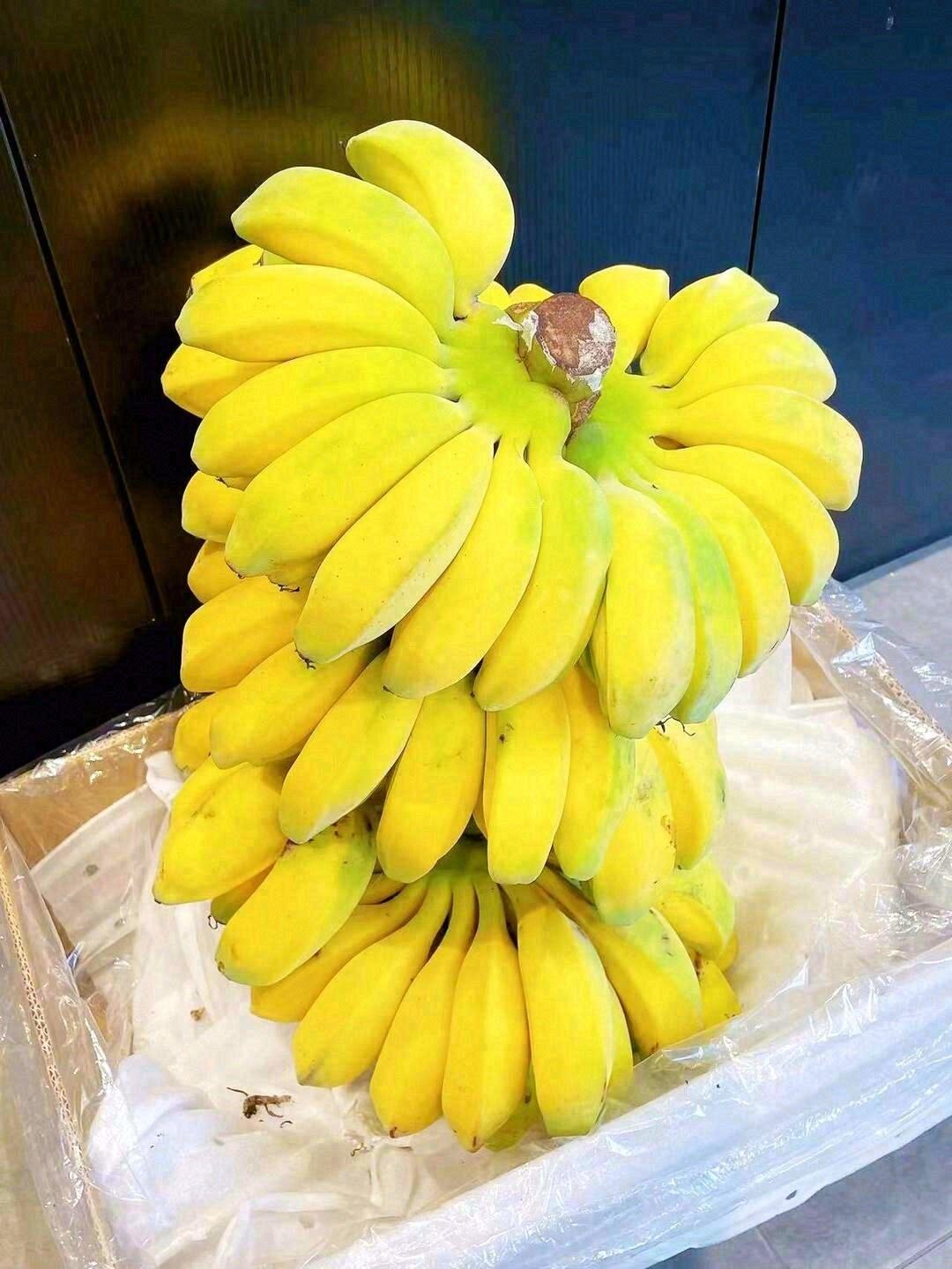 苹果蕉🎉🎉优质稀有香蕉品种，果肉淡黄色🍌 配图2