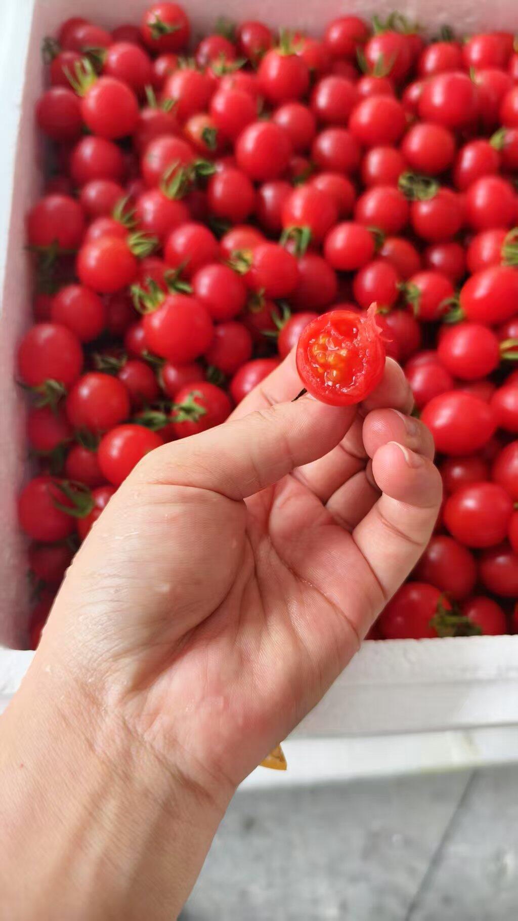 玲珑千禧🍅小可爱继续新鲜到货喽 与普通小 配图2
