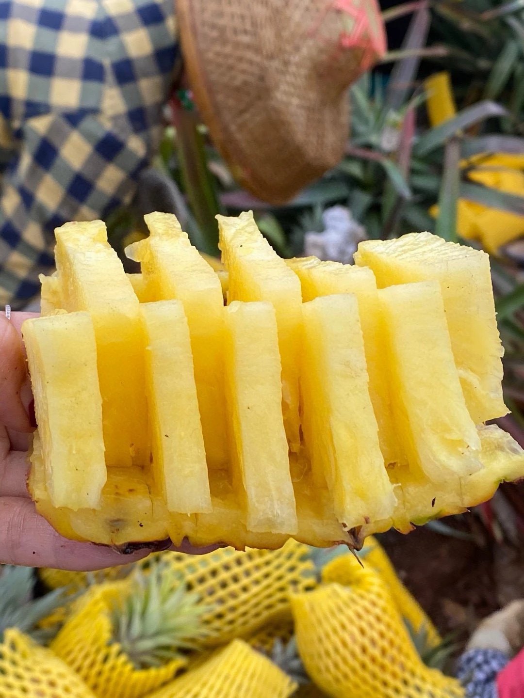 🍍树熟金钻凤梨 无需挖洞眼，无须泡盐水， 配图3