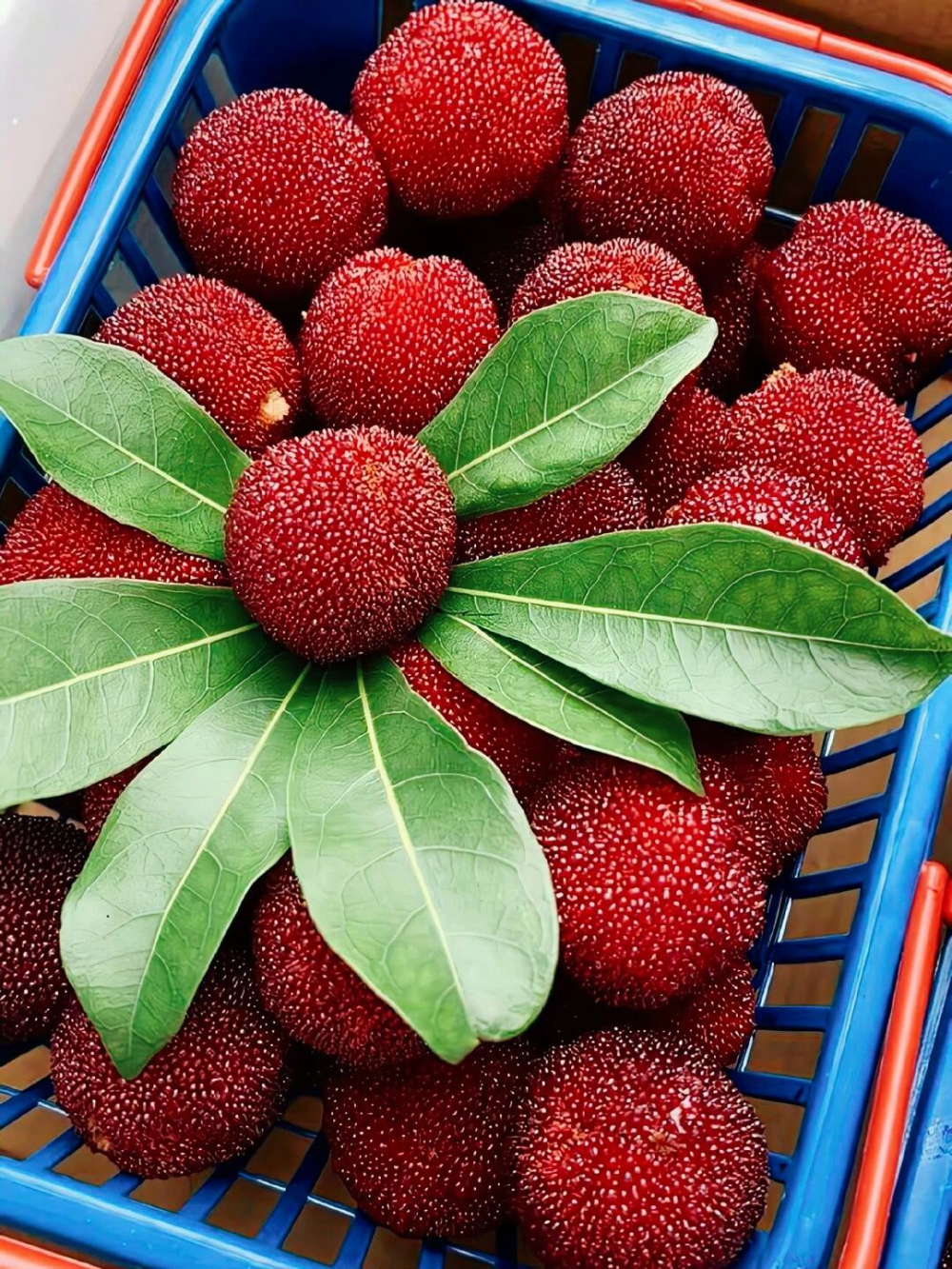 救命！水果脑袋狂喜💥 西瓜🍉裂出第一口夏 配图1