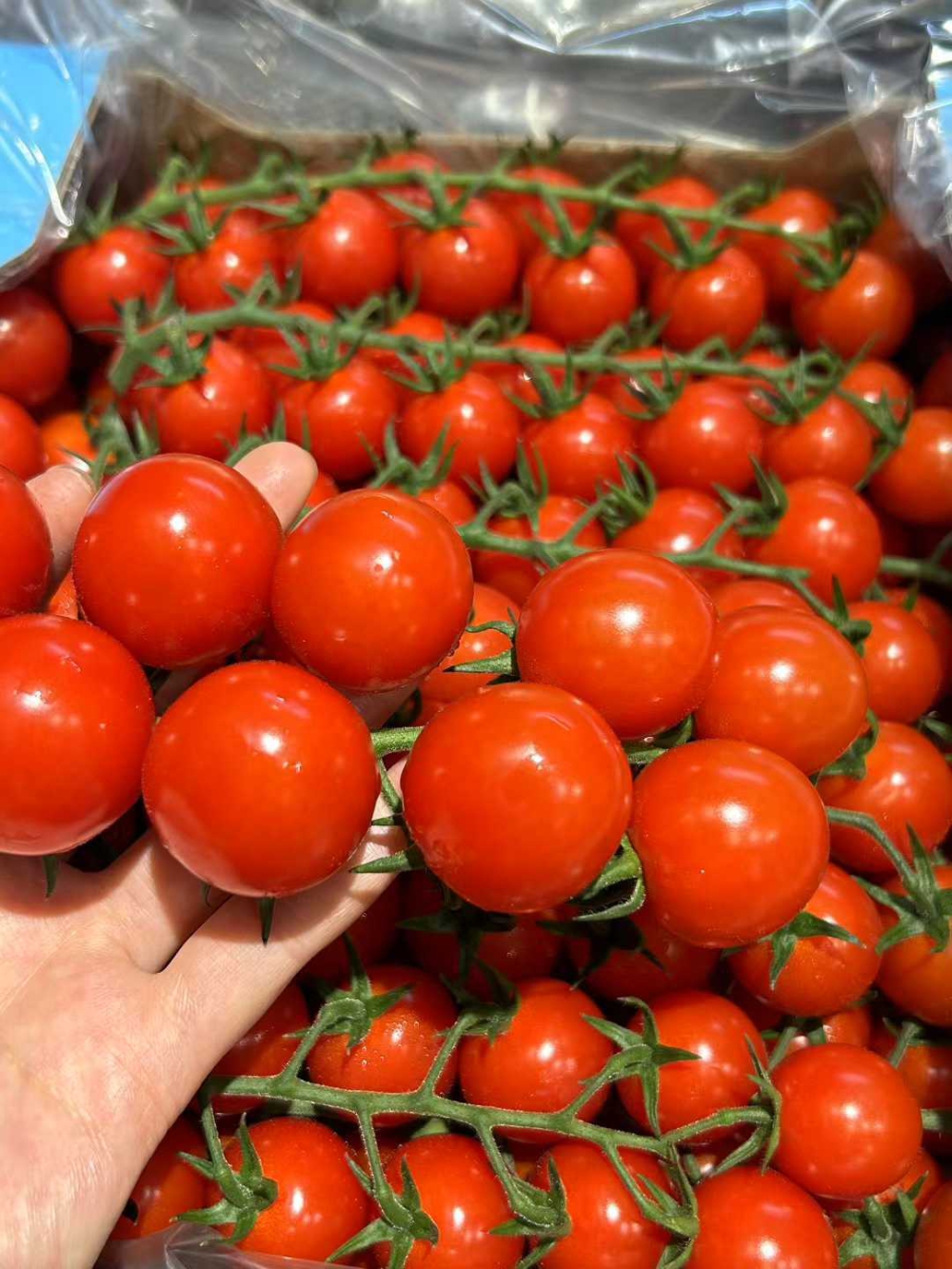 🍅✨快尝尝龙牌串番茄！🍅✨快尝尝龙牌串番 配图2