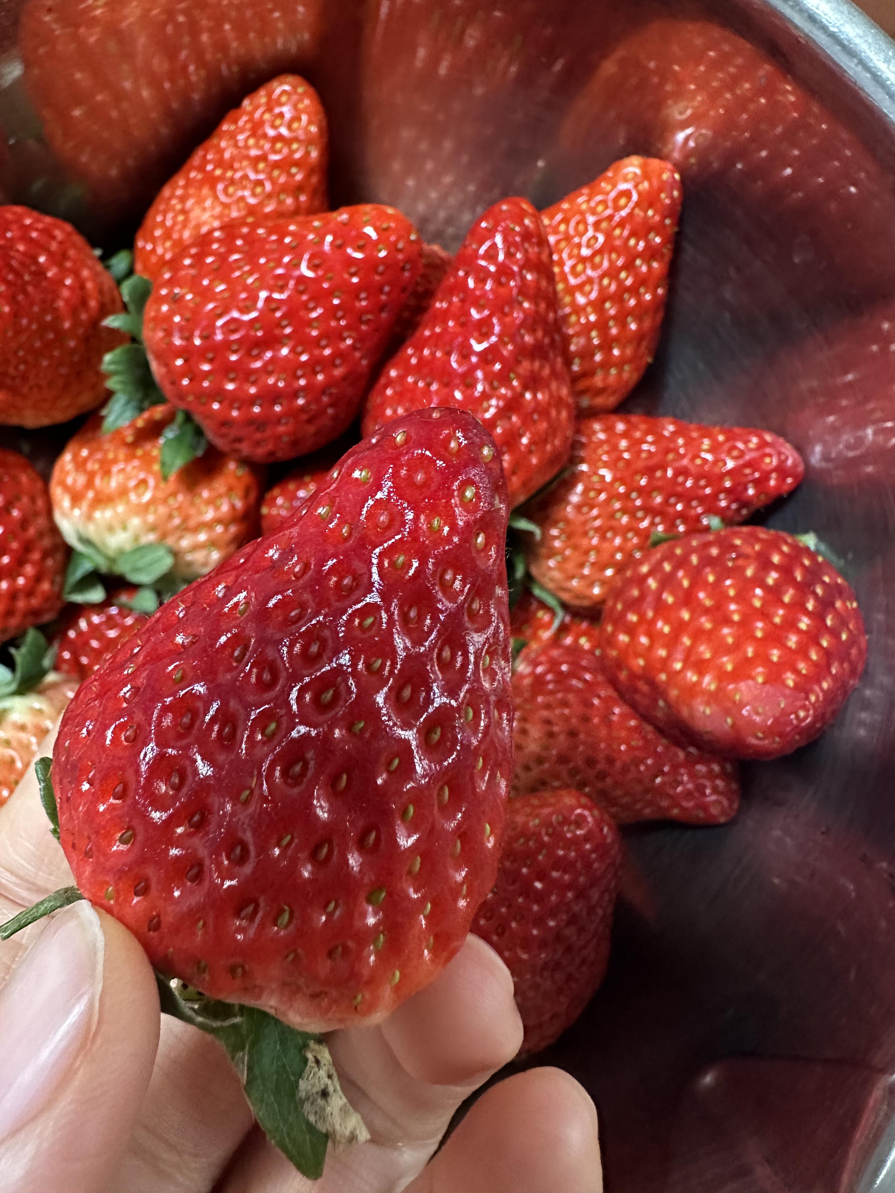 🍓草莓差不多尾季了‼️ 但这批状态还在线 配图1