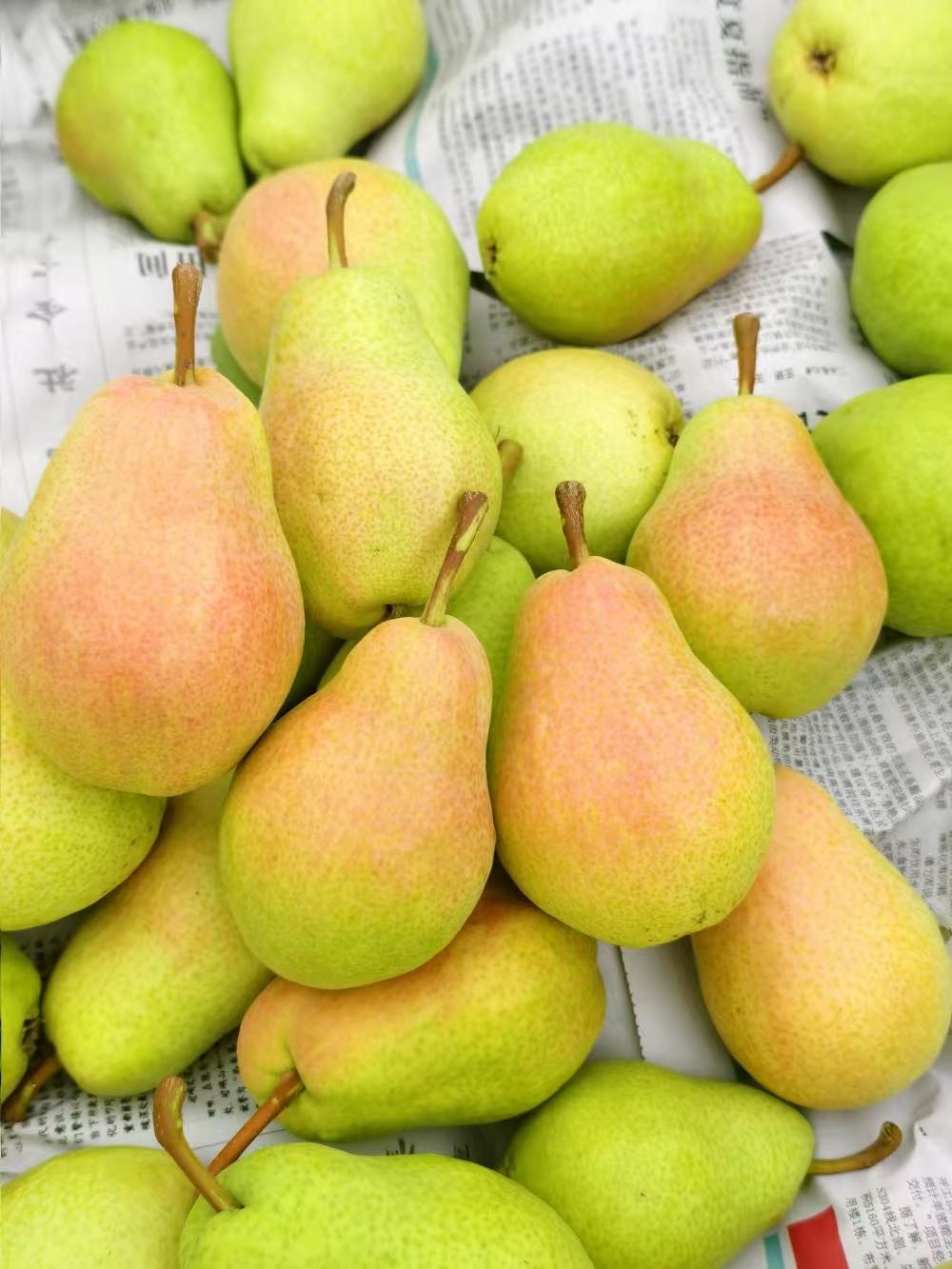 🍐💧 香梨：我是 “润喉小卫士”🛡️ 脆 配图1