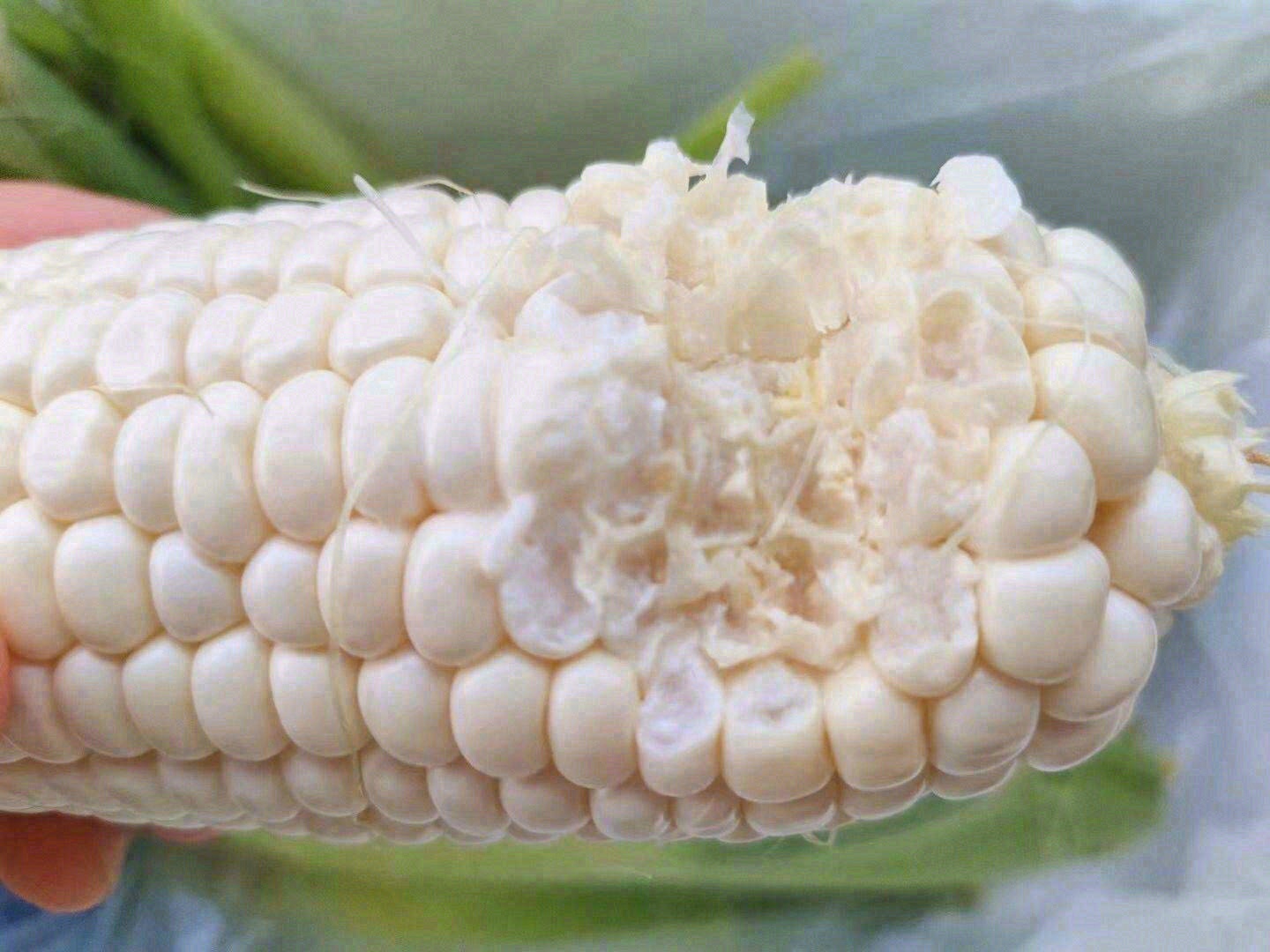 当你用力大咬一口牛奶玉米🌽会发现每一颗玉 配图1