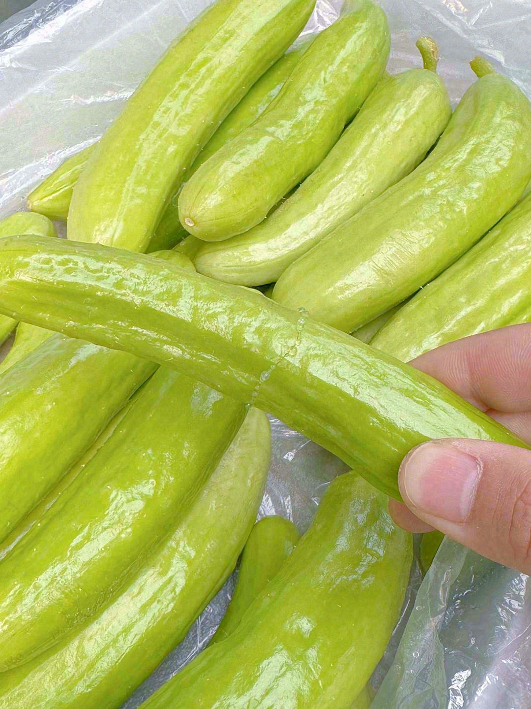 身材小巧的奶油黄瓜✨，被它Q萌的外表一秒 配图2