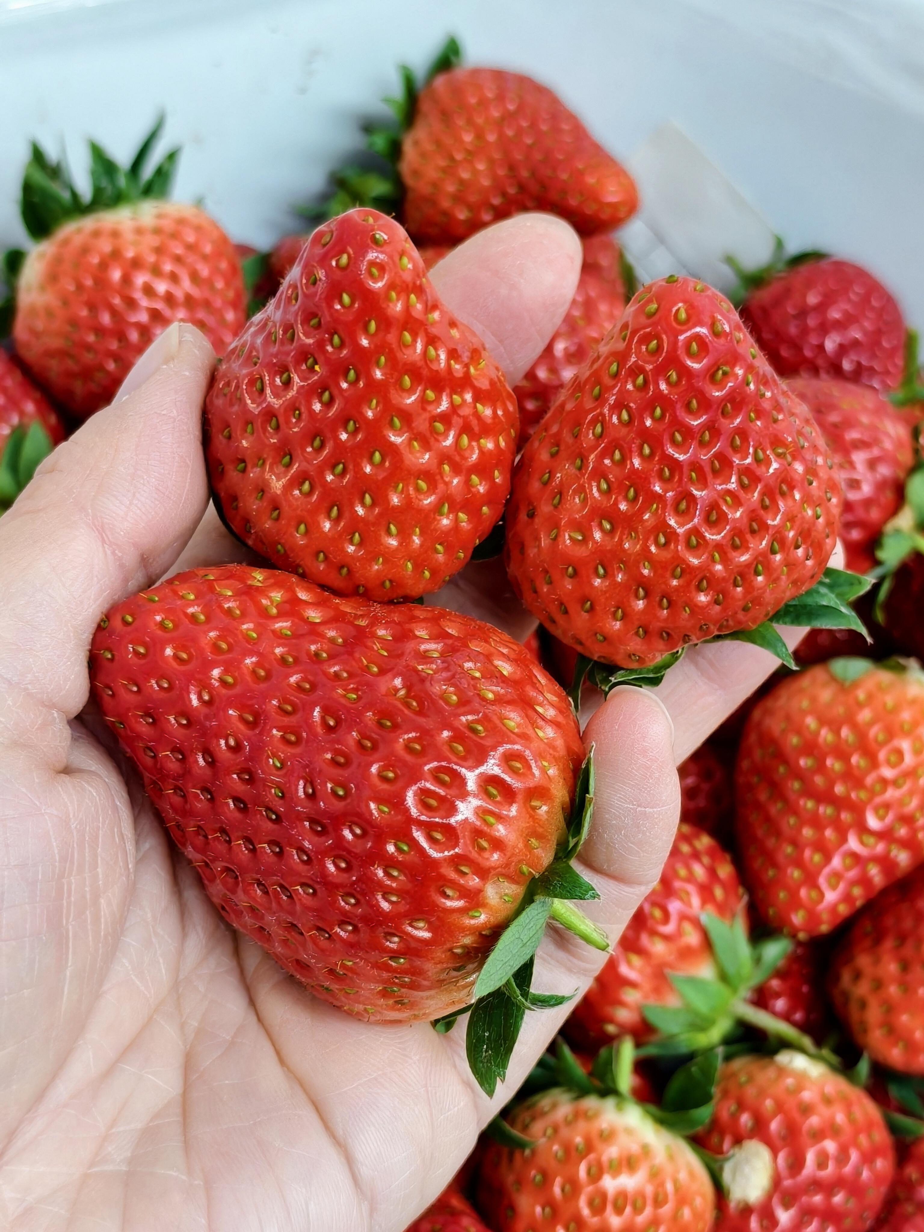 ☀️𝕤𝕡𝕣𝕚𝕟𝕘 ✧🌱 今日贩卖春天的好 配图3